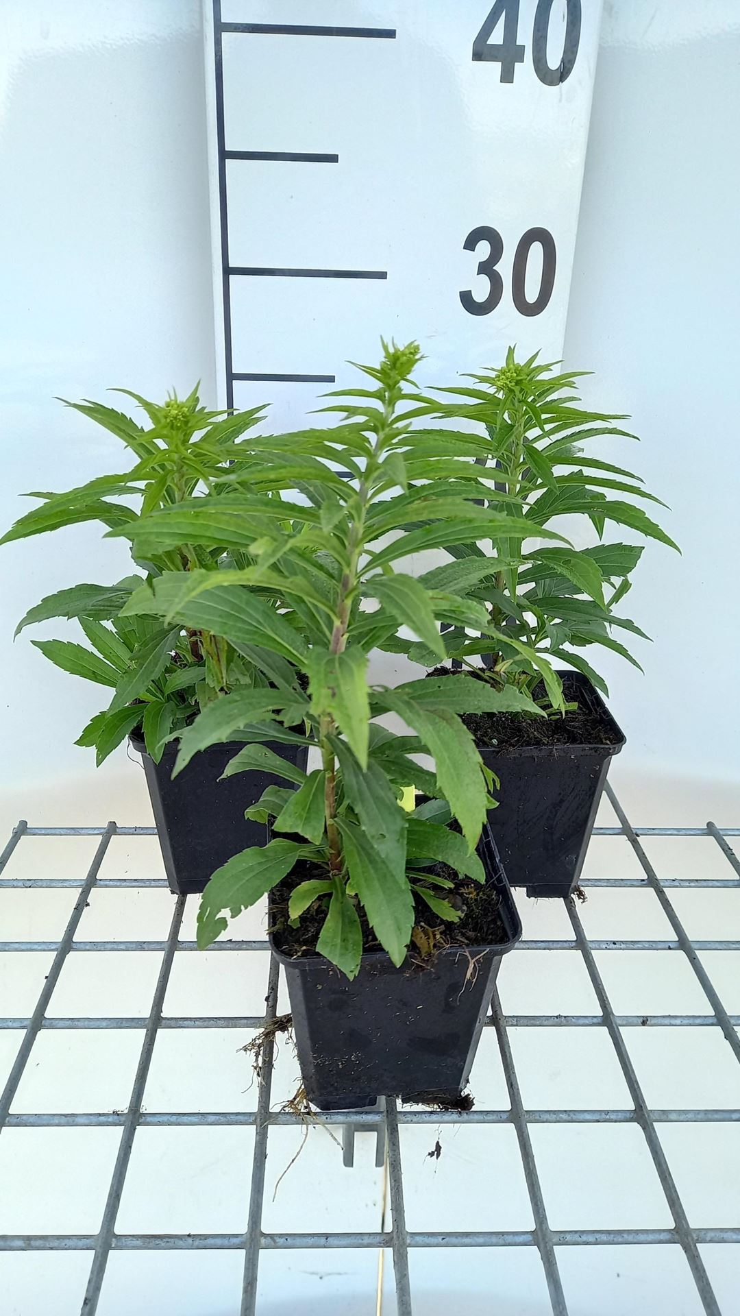 Solidago'Golden Dwarf'- pot 9x9 cm afbeelding