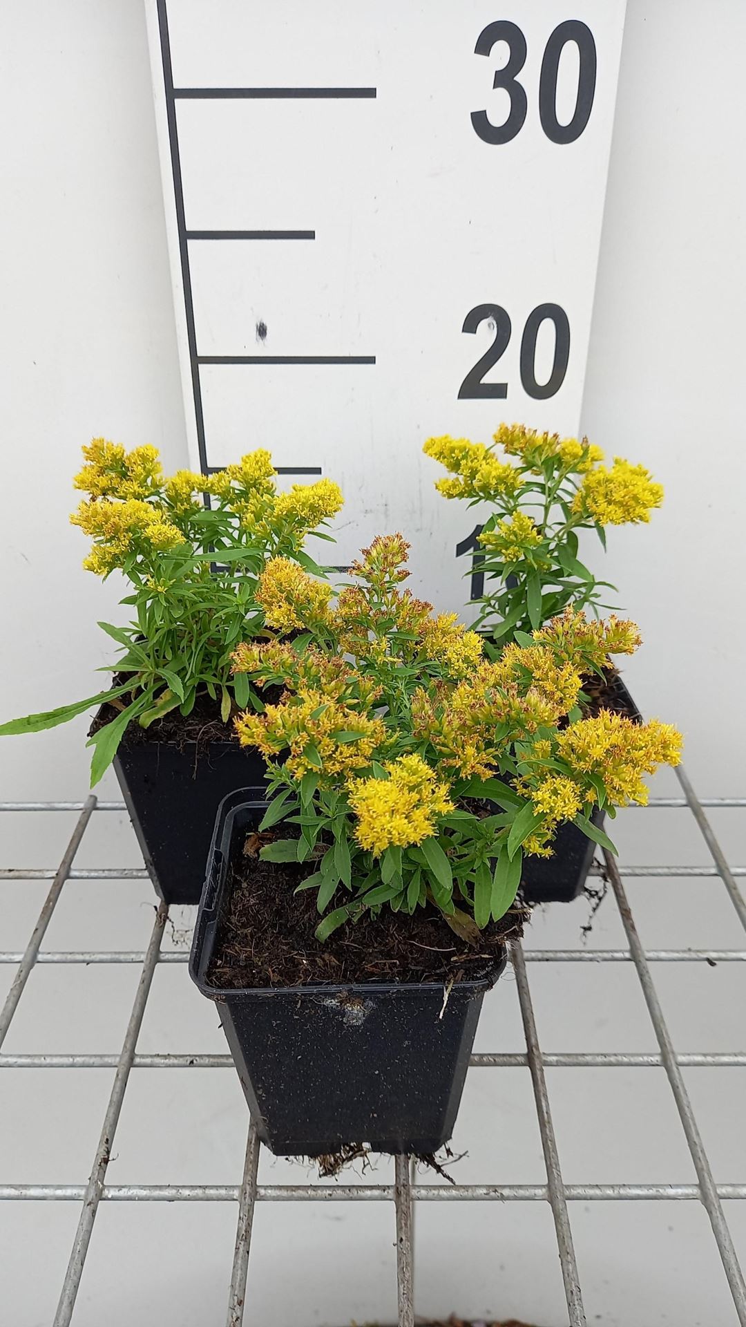 Solidago'Laurin'- pot 9x9 cm afbeelding