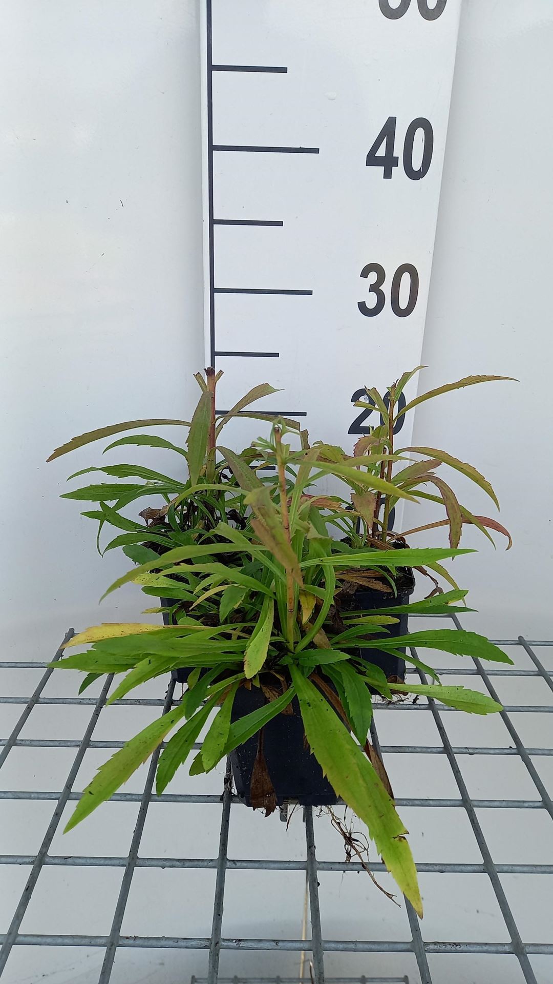 Solidago'Loysder Crown'- pot 9x9 cm afbeelding