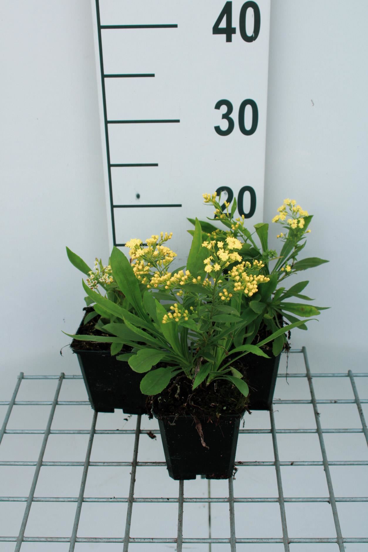 x Solidaster luteus'Lemore'- pot 9x9 cm afbeelding
