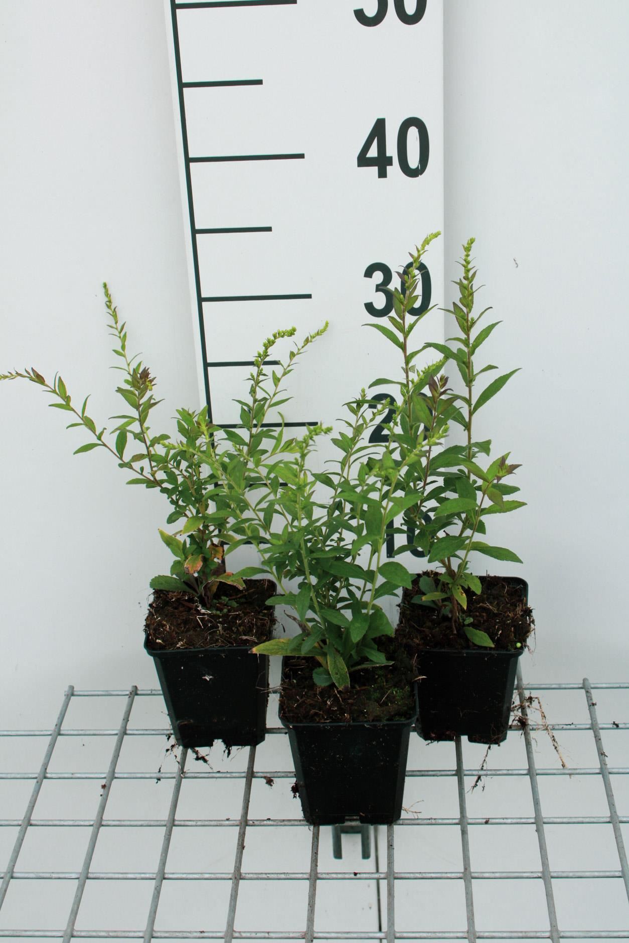 Solidago rugosa'Fireworks'- pot 9x9 cm afbeelding