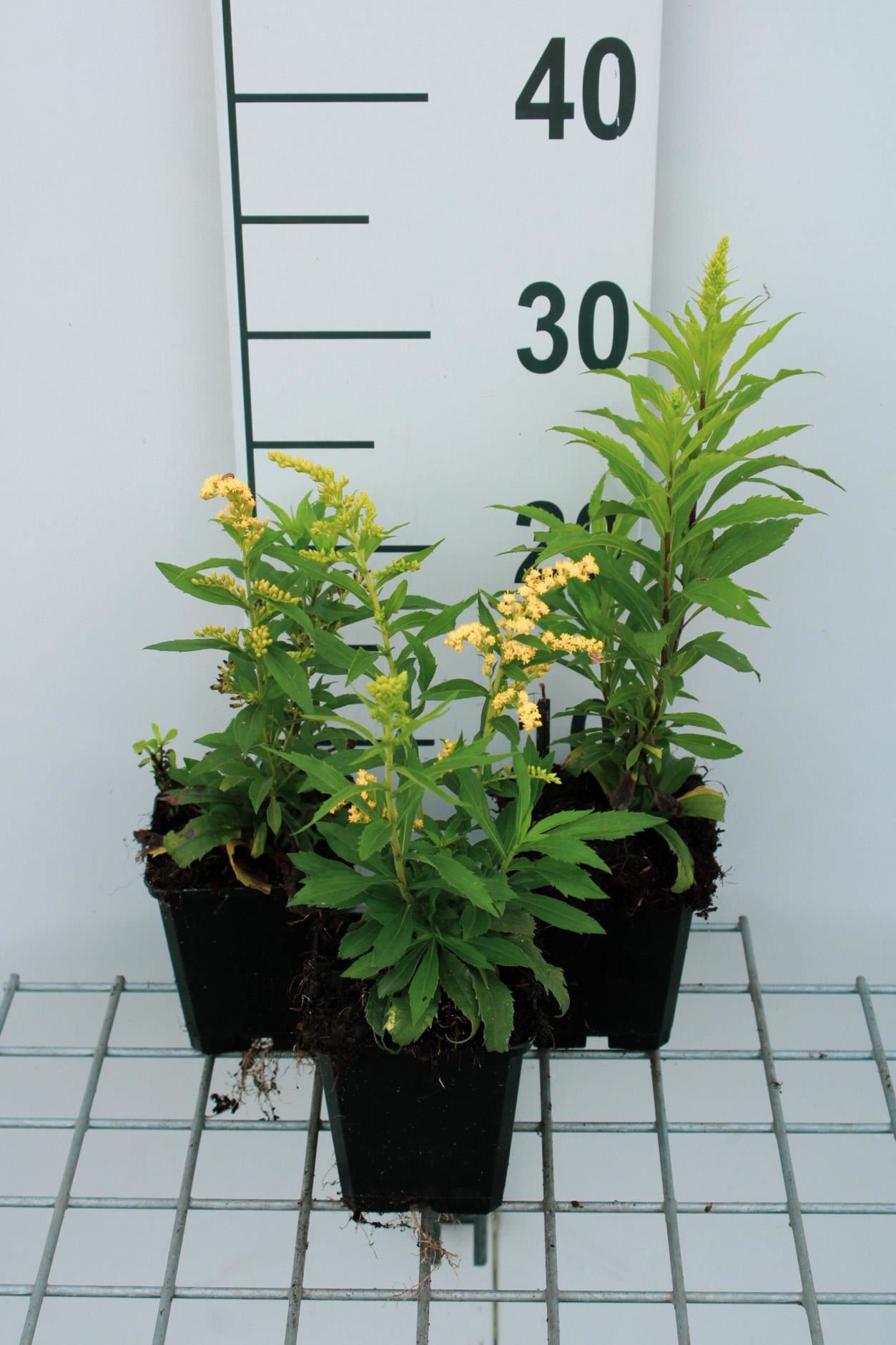 Solidago'Strahlenkrone'- pot 9x9 cm afbeelding