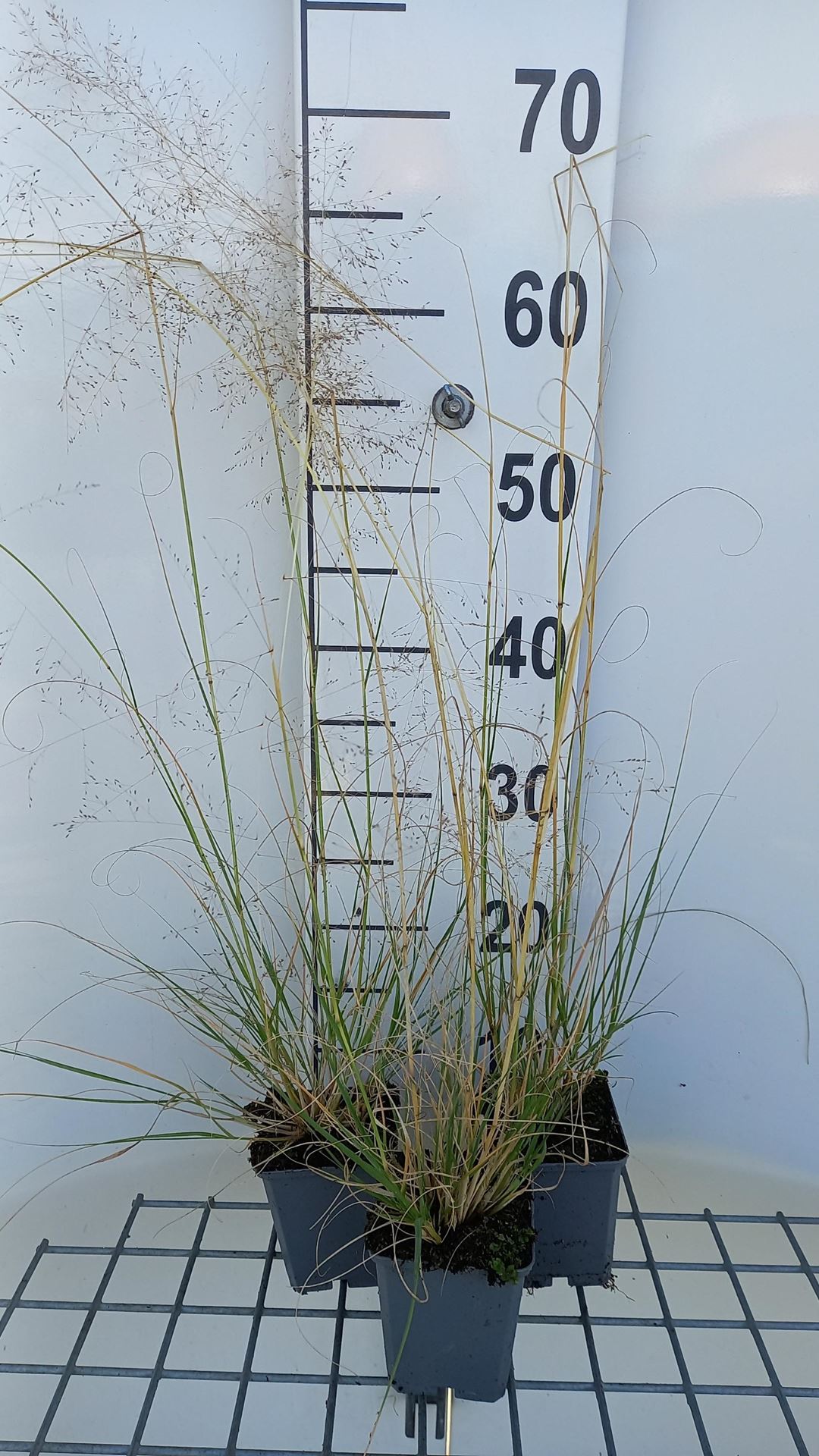 Sporobolus airoides - pot 9x9 cm afbeelding
