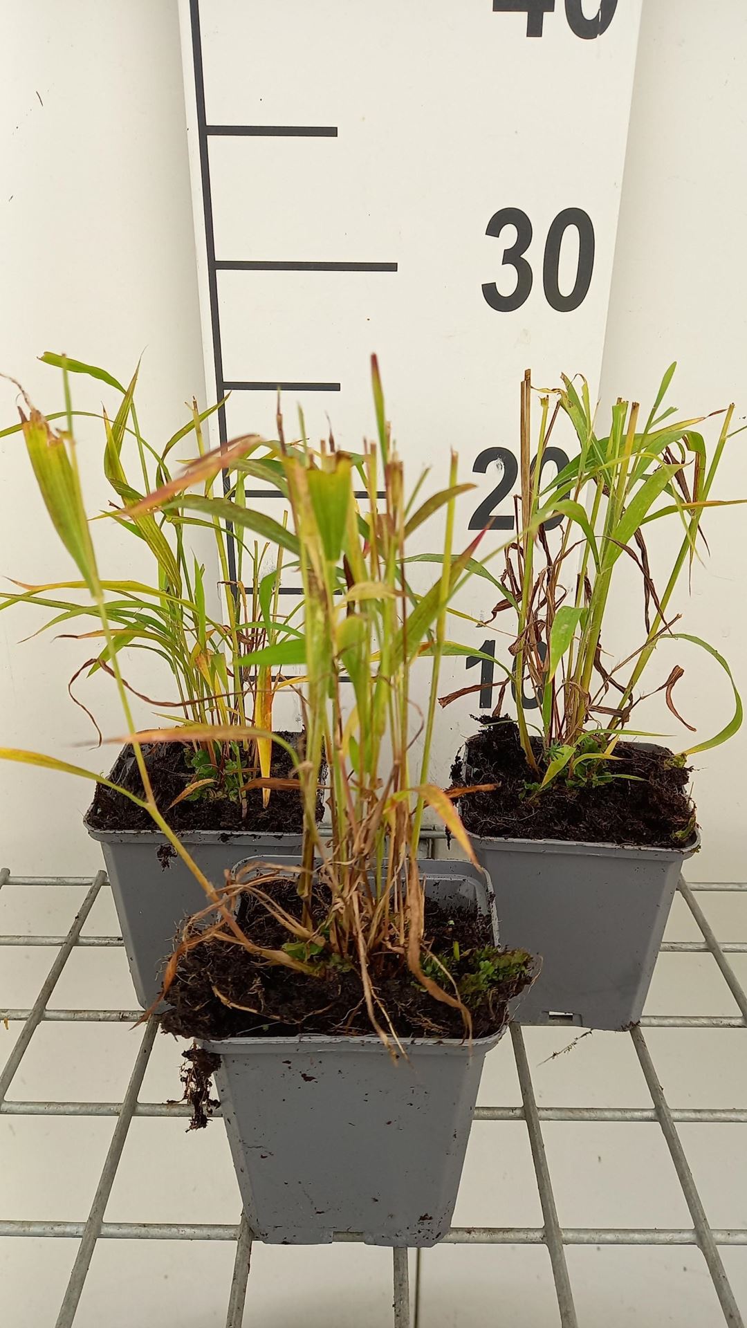 Spodiopogon sibiricus - pot 9x9 cm afbeelding