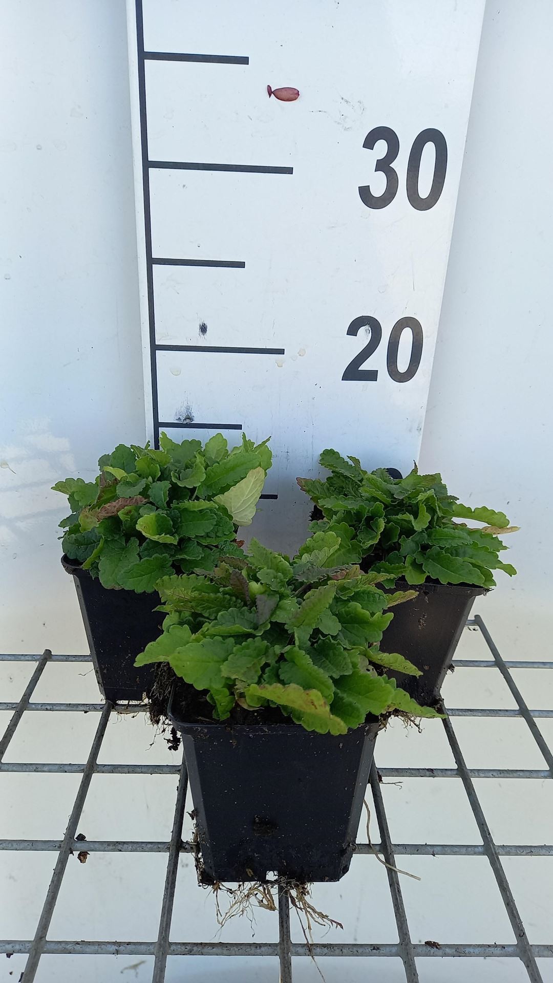 Stachys officinalis - pot 9x9 cm - Betonie afbeelding