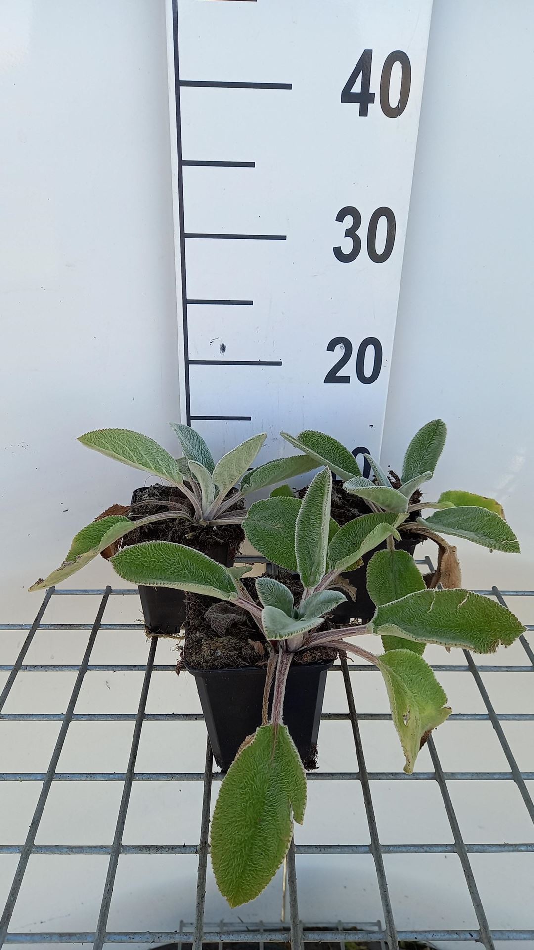 Stachys byzantina'Big Ears'- pot 9x9 cm afbeelding