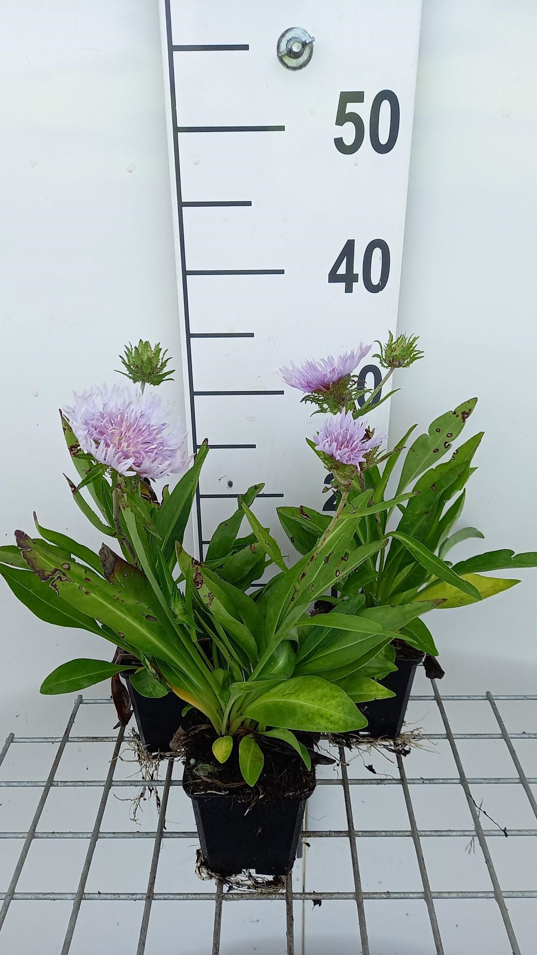 Stokesia laevis - pot 9x9 cm - Korenbloem-aster afbeelding