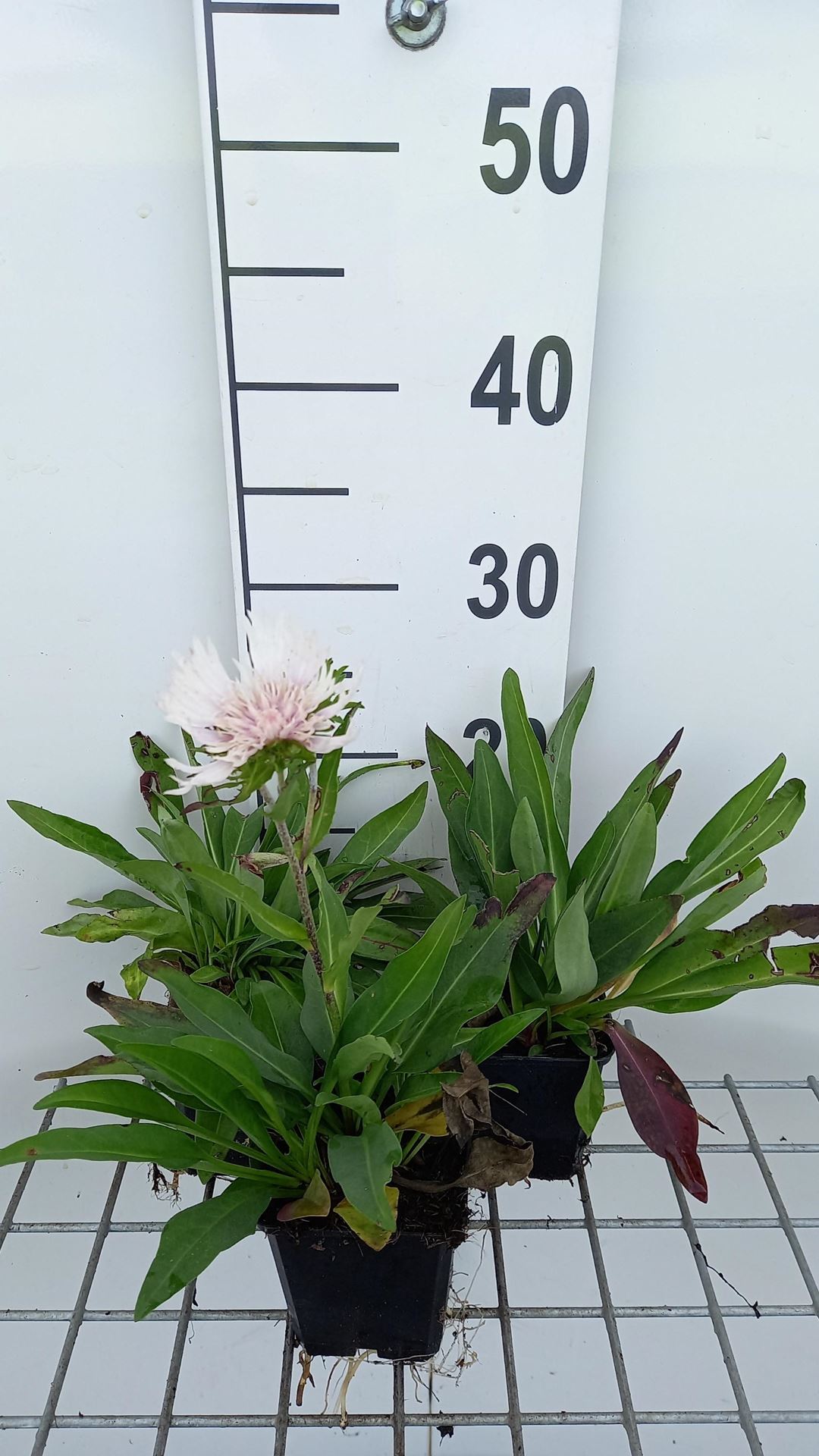 Stokesia laevis'Alba'- pot 9x9 cm afbeelding