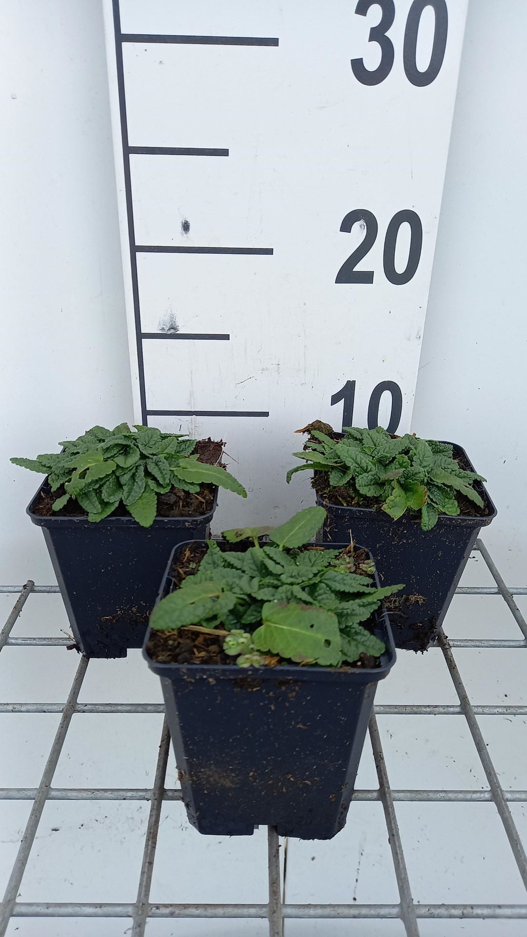 Stachys officinalis'Ukkie'- pot 9x9 cm afbeelding