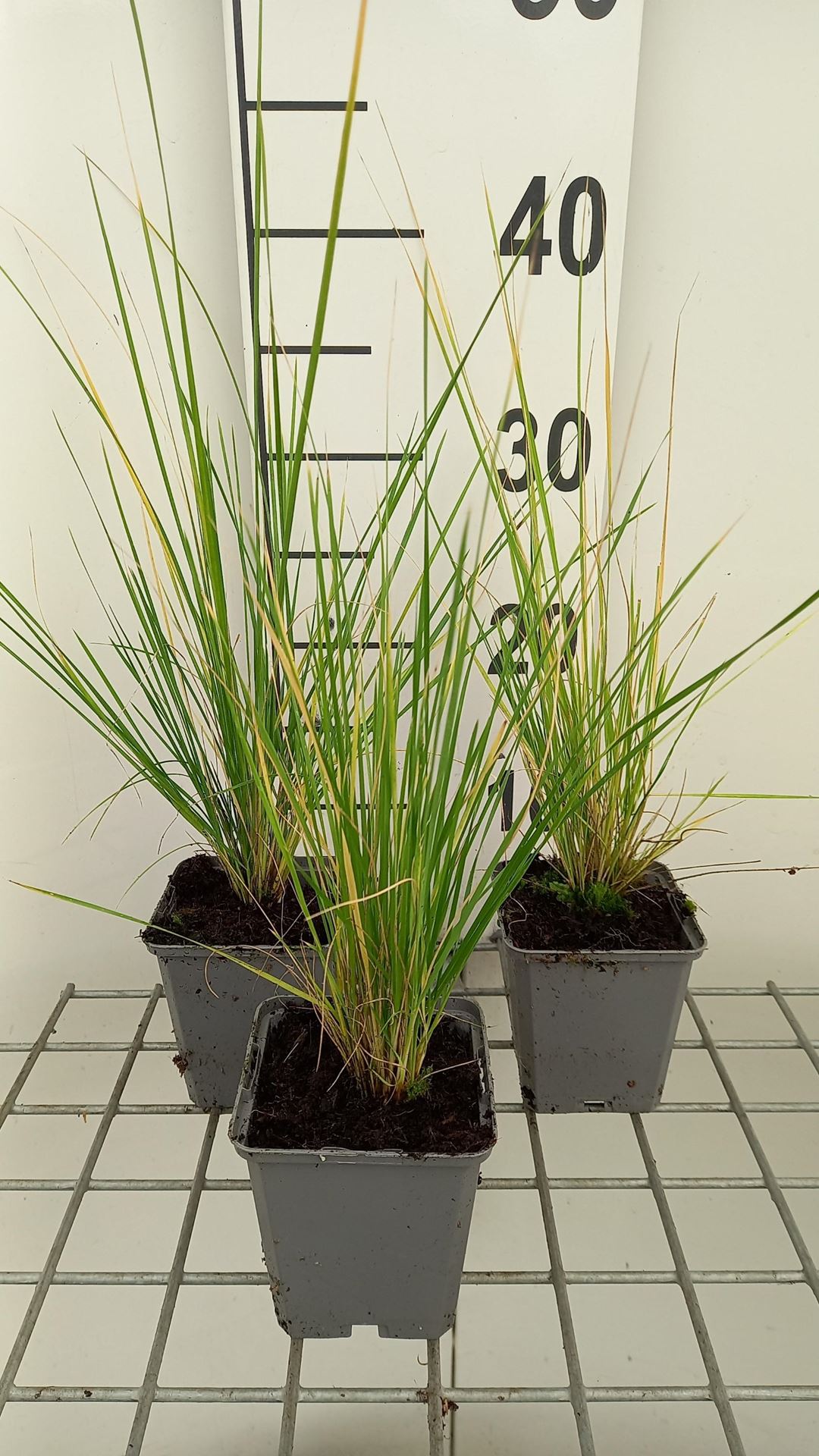 Stipa splendens - pot 9x9 cm