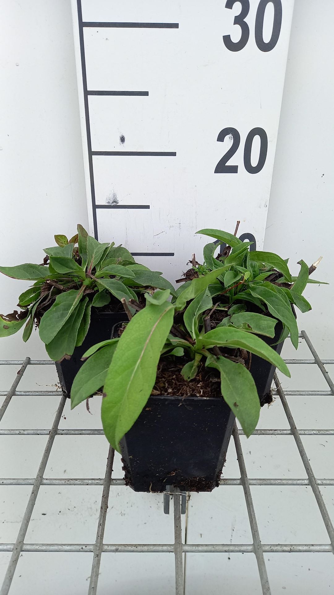 Succisa pratensis - pot 9x9 cm - Blauwe knoop afbeelding