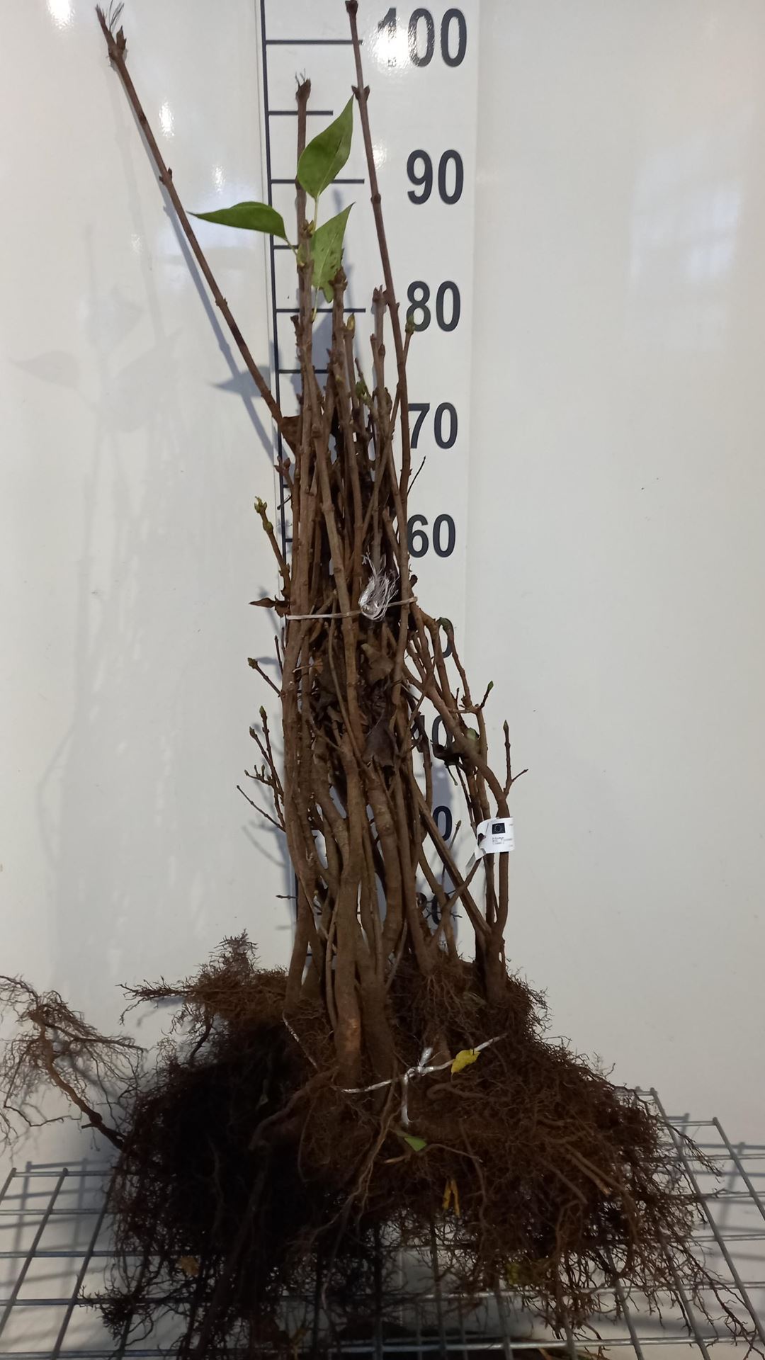 Syringa vulgaris - blote wortel - 60-90 cm - 3-5 takken afbeelding