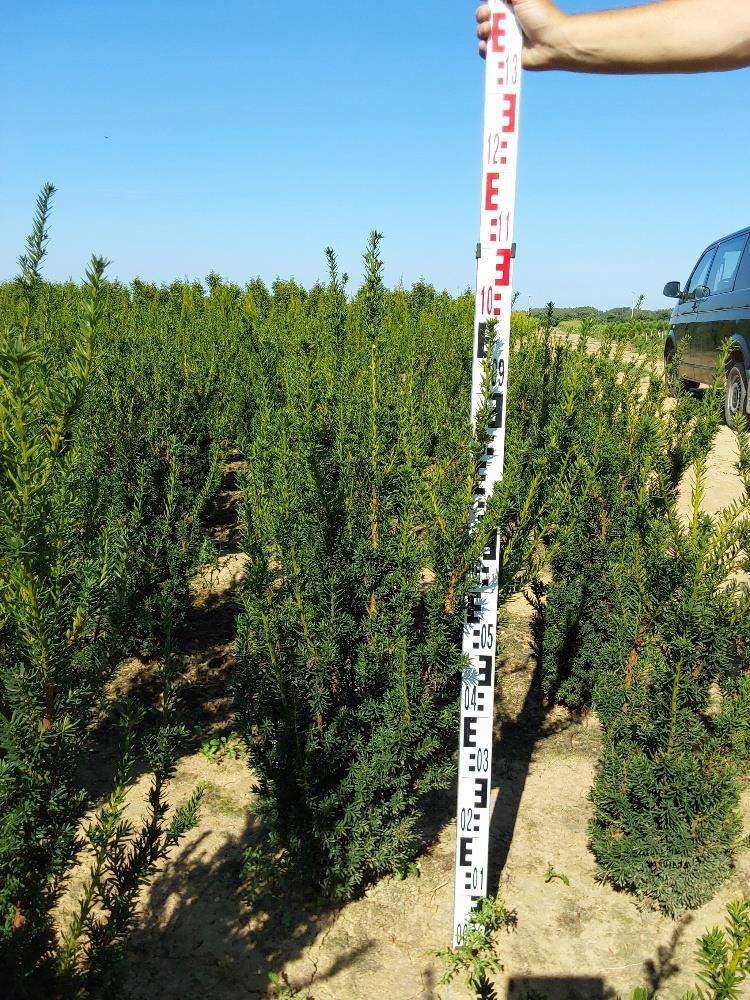 Taxus x media'Hillii'- aardekluit - 100-125 cm afbeelding