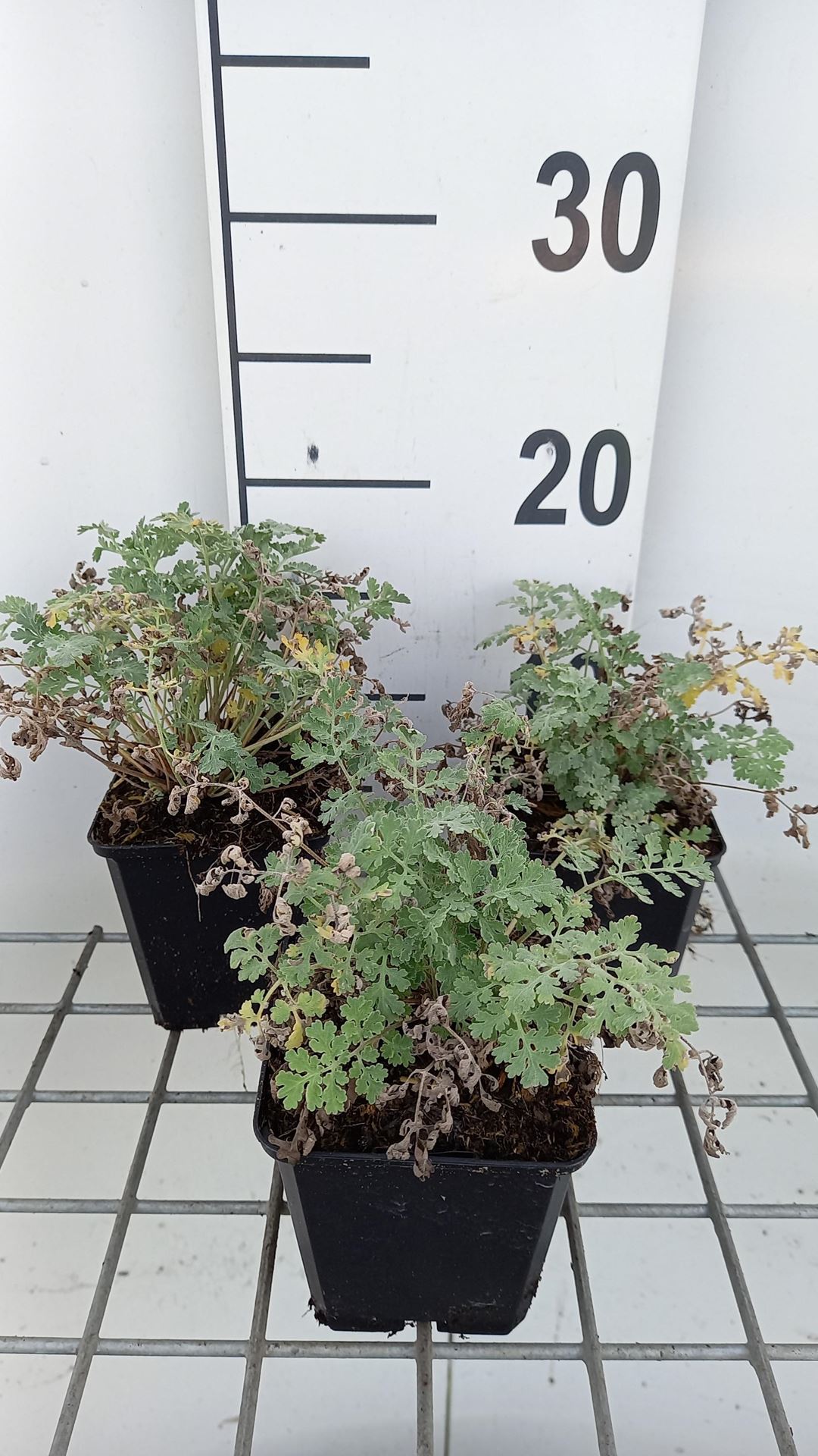 Tanacetum niveum'Jackpot'- pot 9x9 cm afbeelding