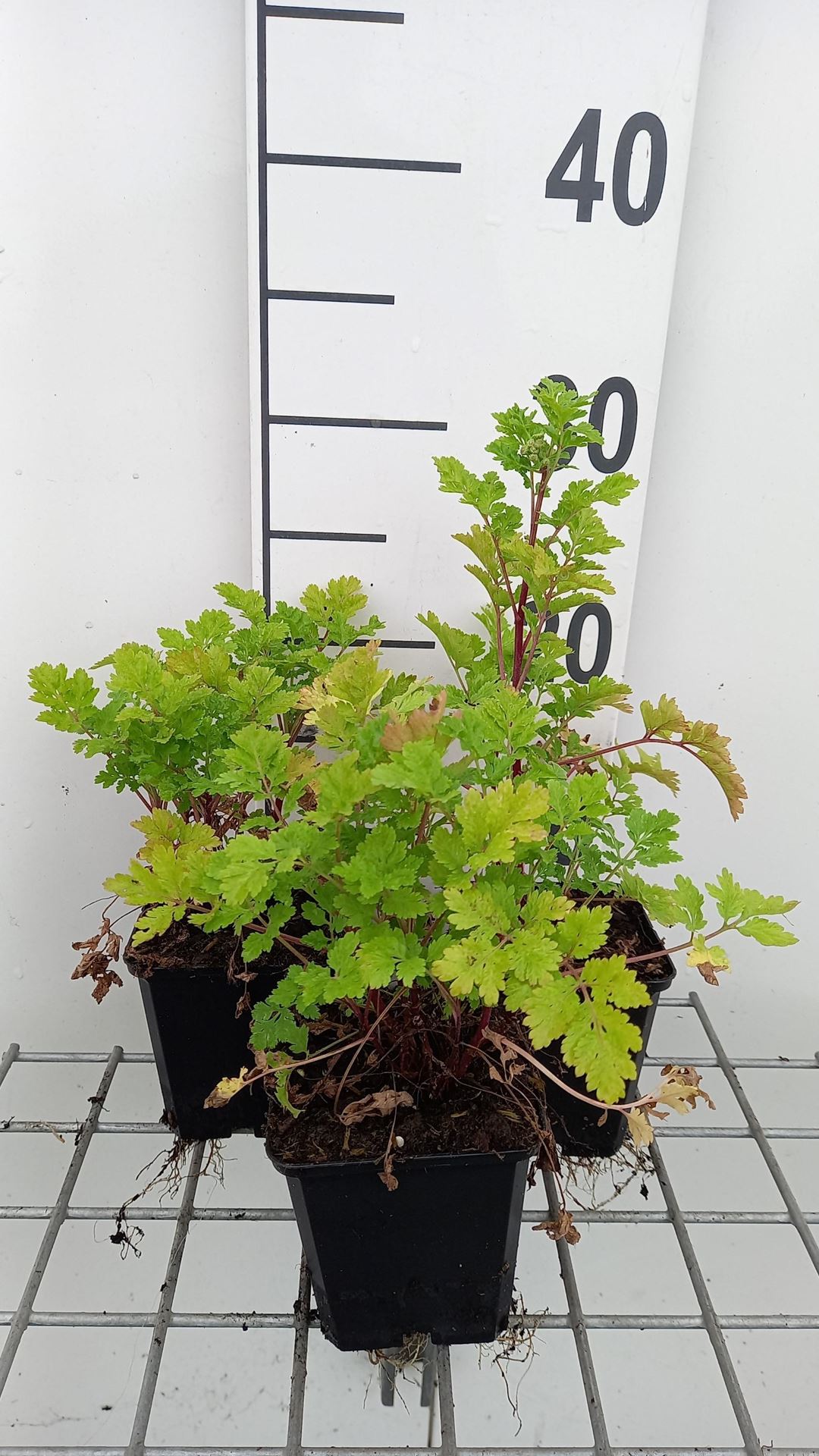 Tanacetum parthenium - pot 9x9 cm (Moederkruid) - Moederkruid afbeelding