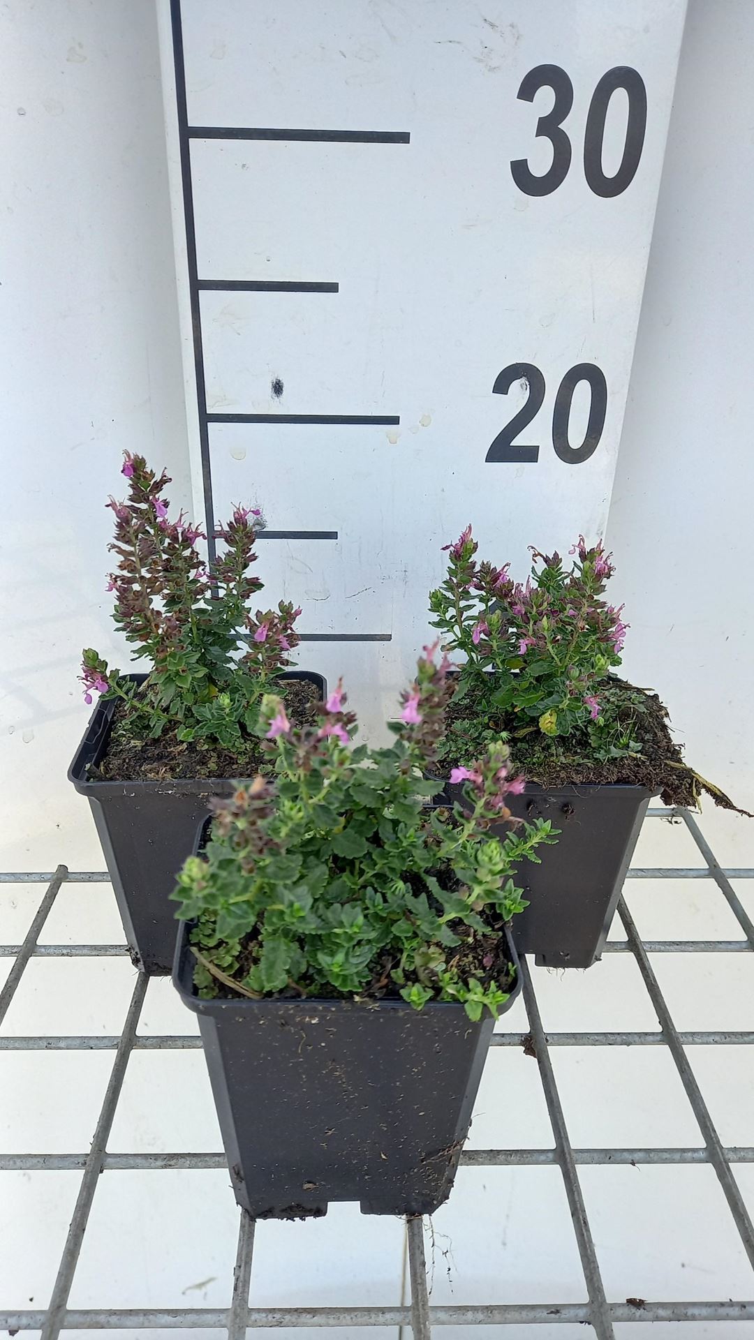 Teucrium chamaedrys'Nanum'- pot 9x9 cm - Echte chamander afbeelding