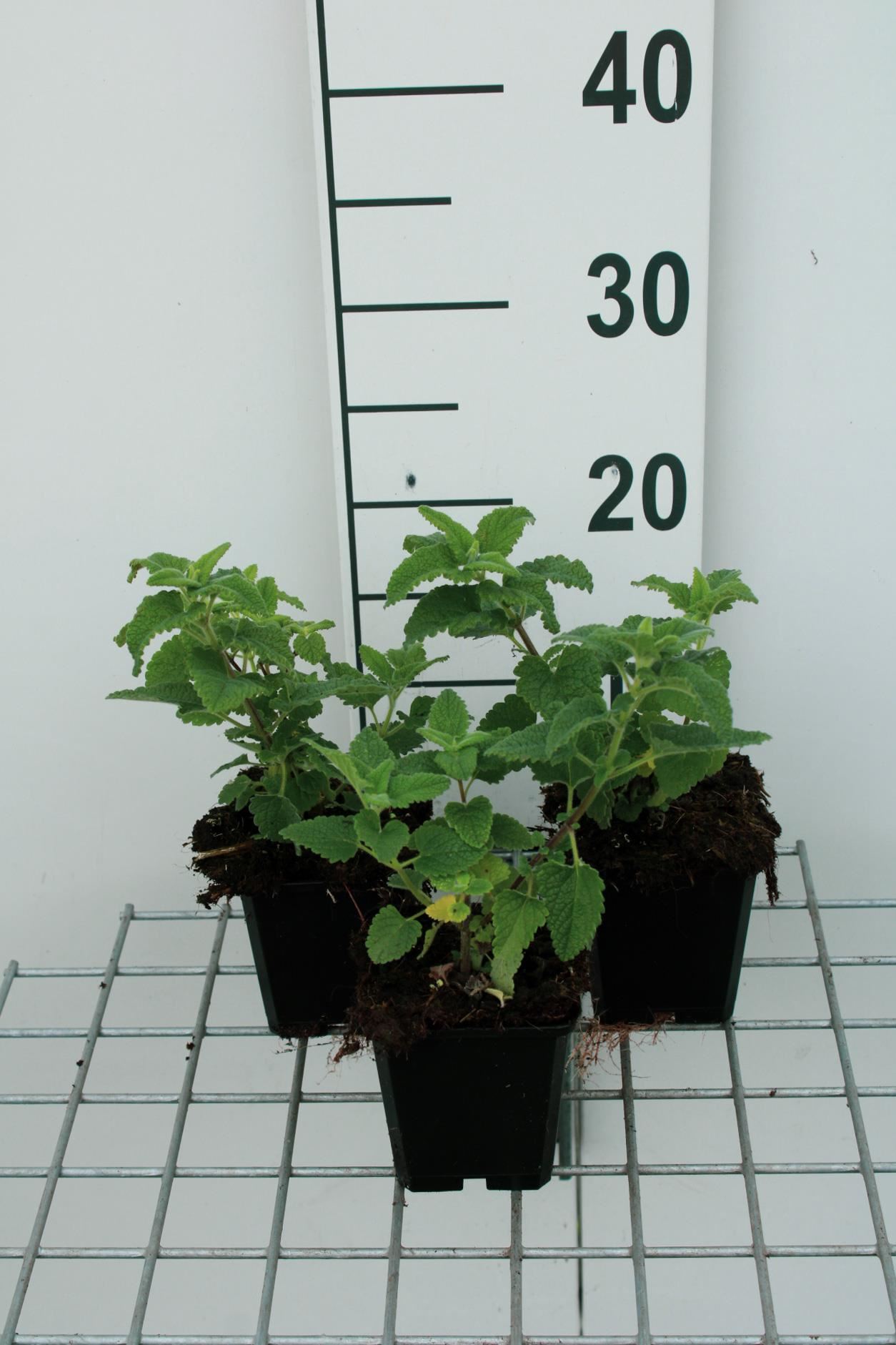 Teucrium hyrcanicum'Paradise Delight'- pot 9x9 cm afbeelding