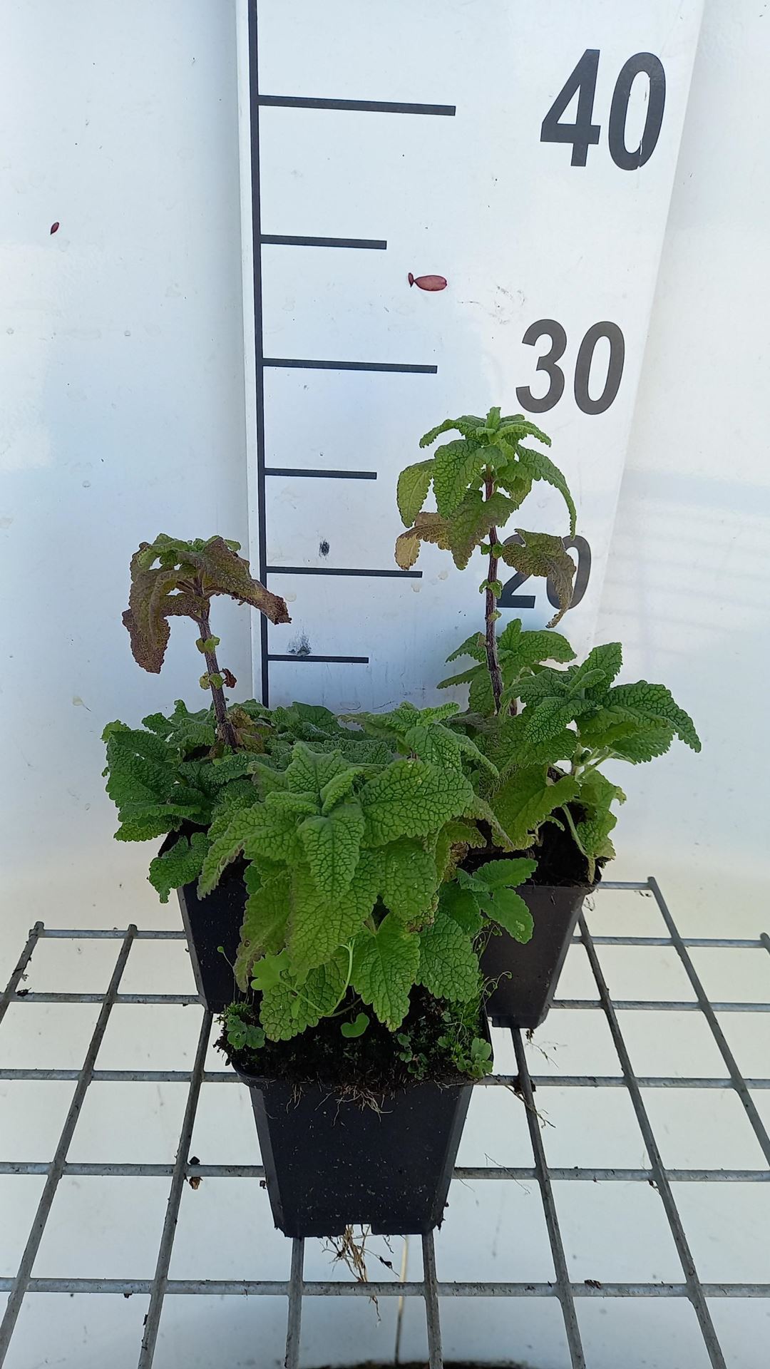 Teucrium hyrcanicum - pot 9x9 cm - Gamander, Valse salie afbeelding