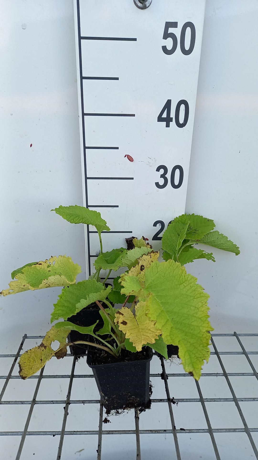 Telekia speciosa - pot 9x9 cm - Groot koeienoog / Grote koeienoog afbeelding