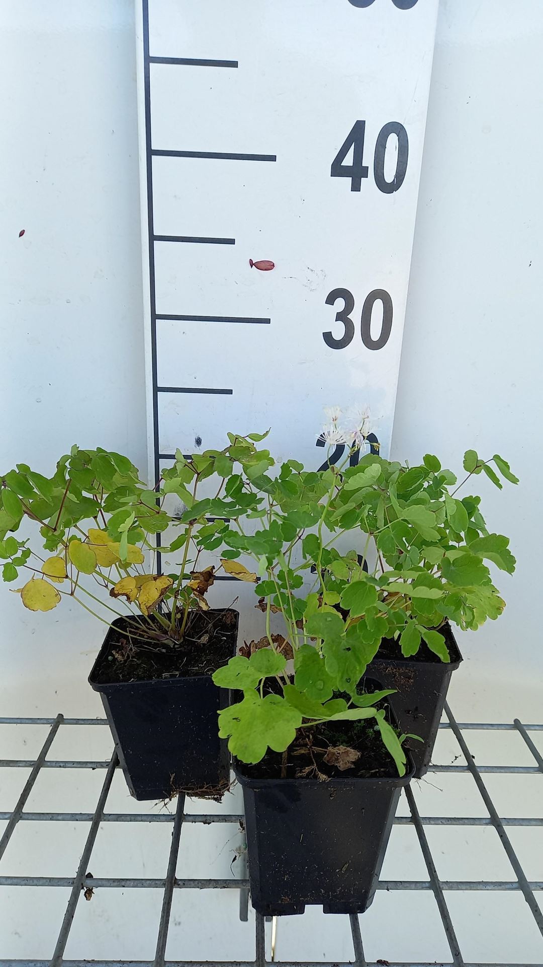 Thalictrum aquilegifolium - pot 9x9 cm - Akeleiruit / Akeleibladige ruit afbeelding