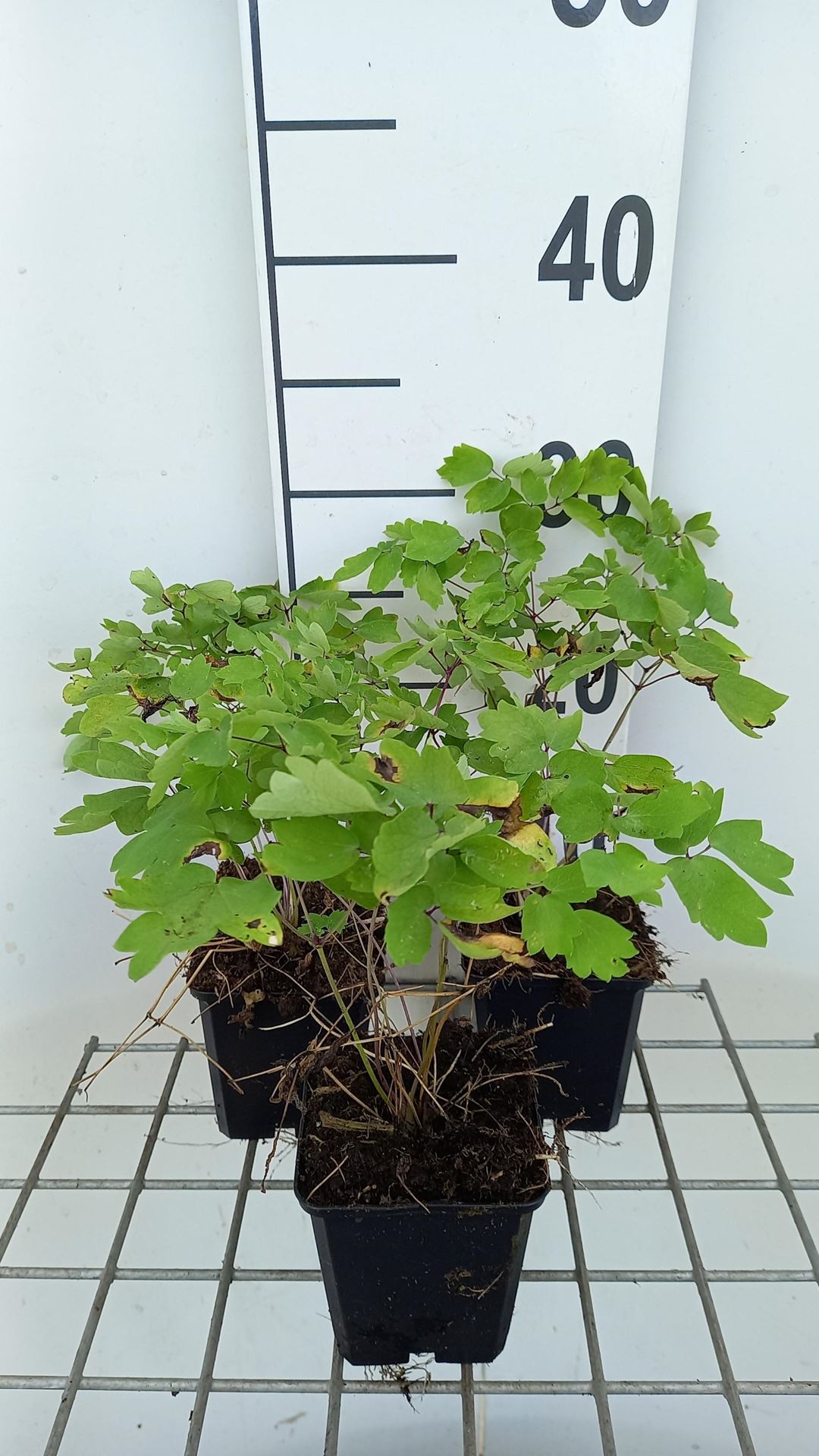 Thalictrum'Black Stockings'- pot 9x9 cm afbeelding