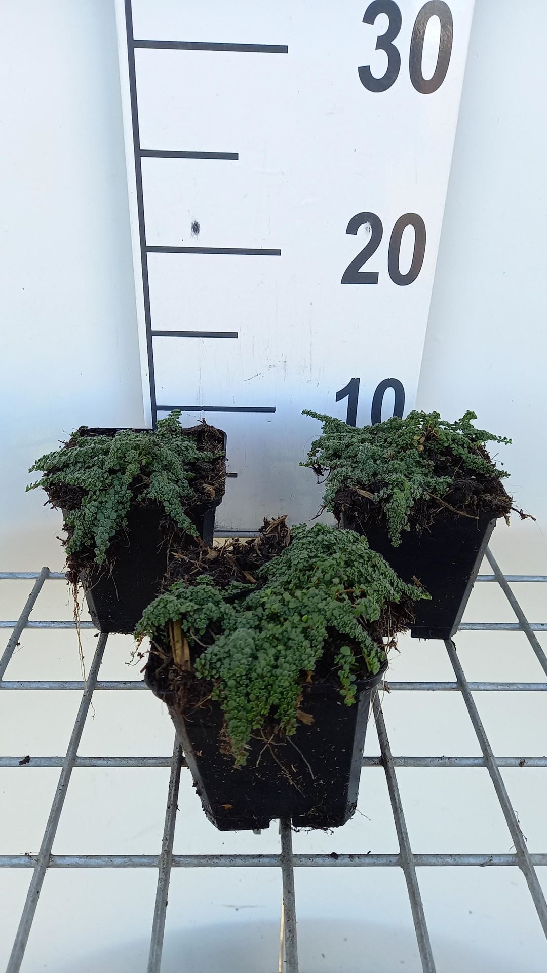 Thymus'Elfin'- pot 9x9 cm afbeelding
