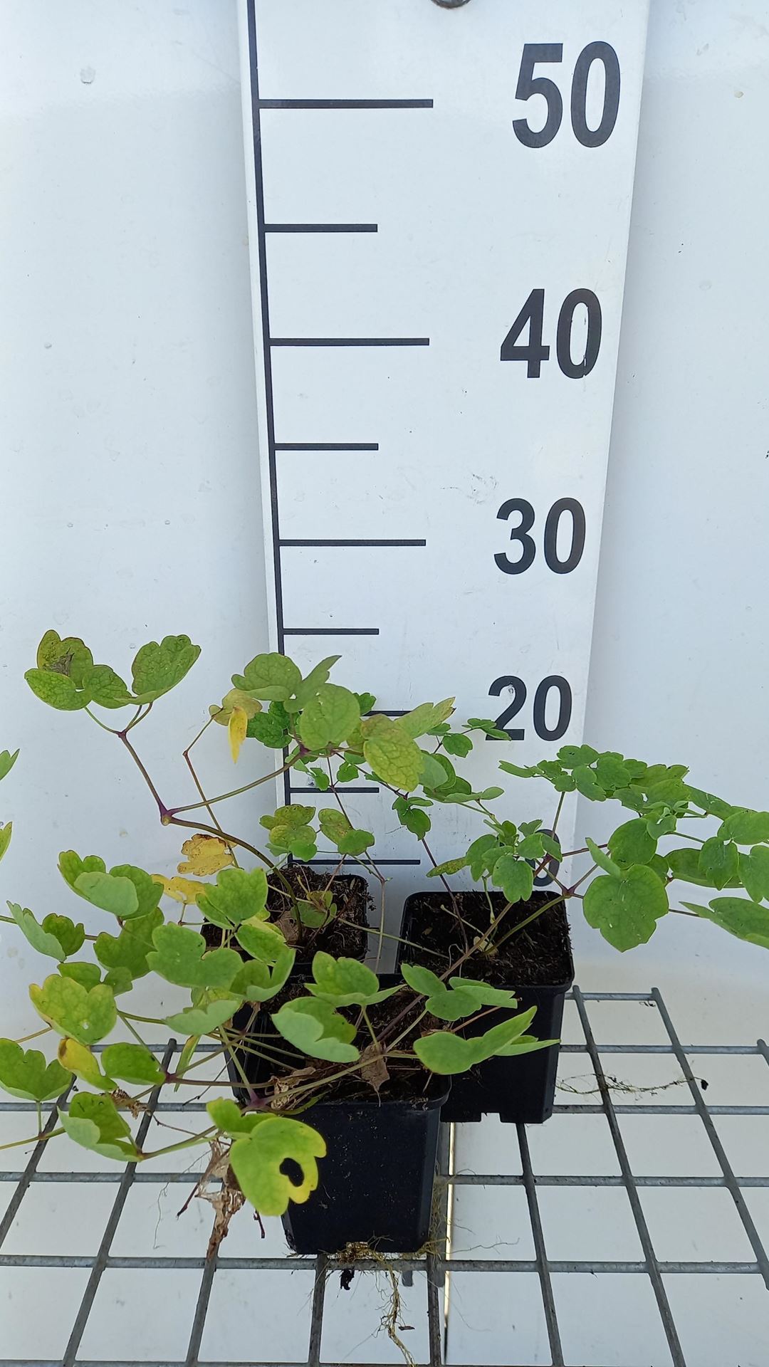 Thalictrum 'Elin' - pot 9x9 cm