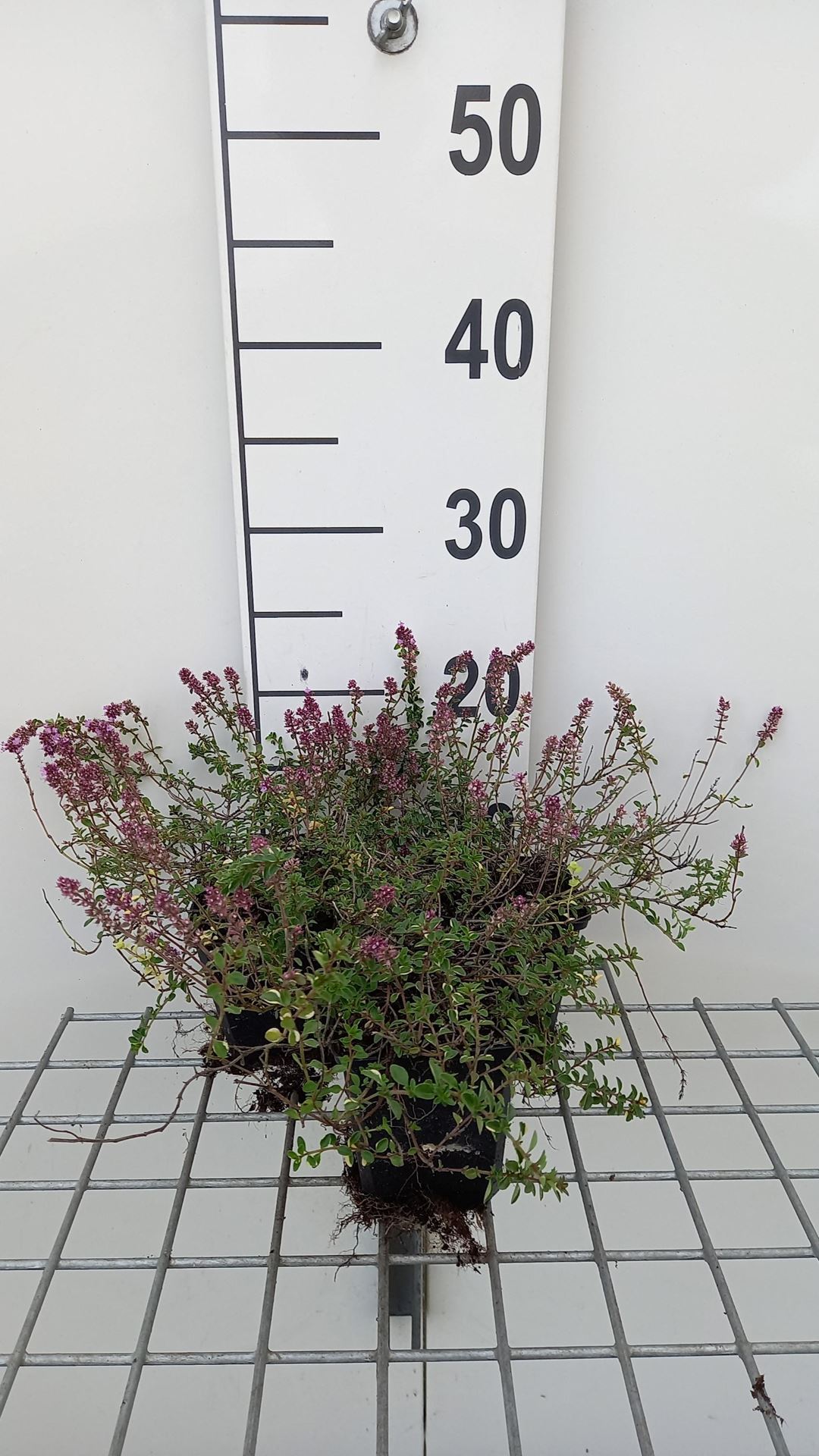 Thymus pulegioides'Foxley'- pot 9x9 cm - Grote tijm afbeelding