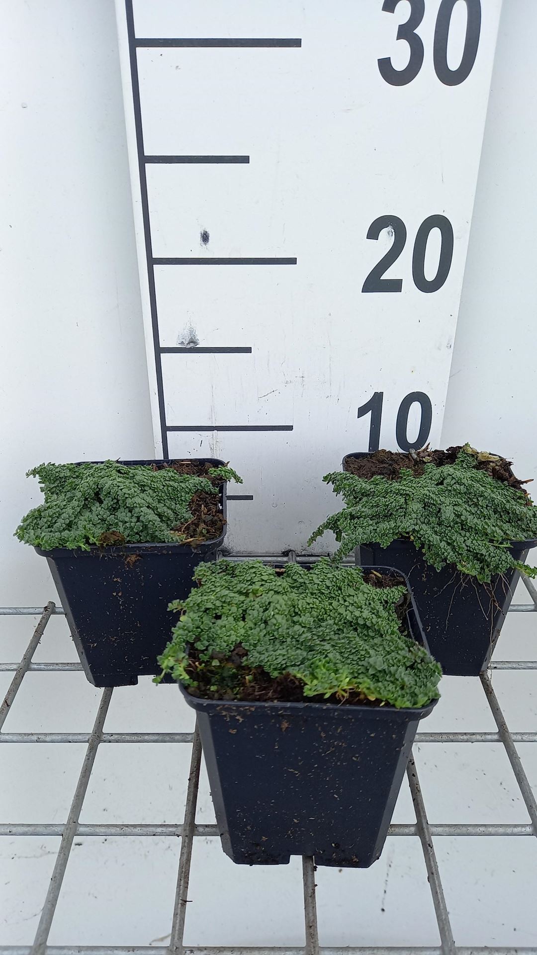 Thymus serpyllum'Minor'- pot 9x9 cm - Kruiptijm afbeelding