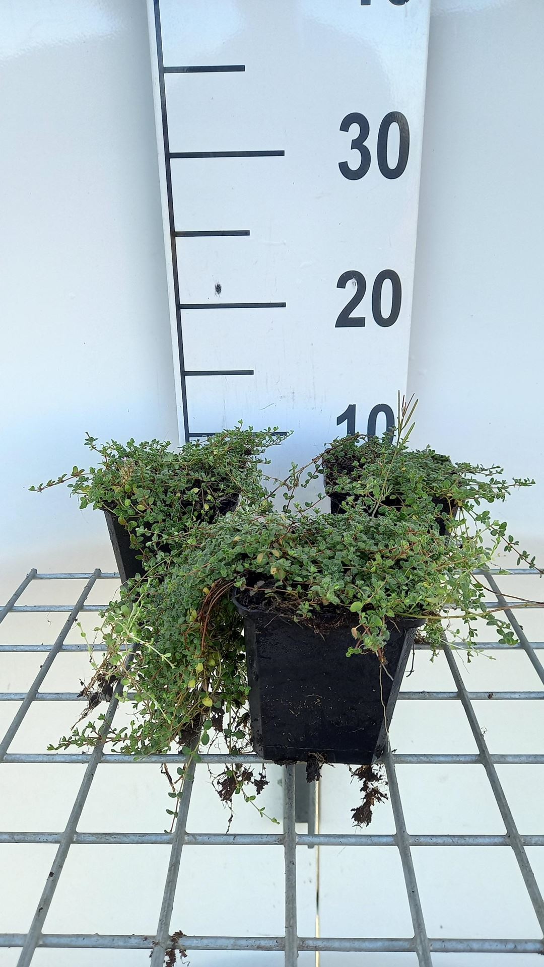 Thymus praecox'Pink Chintz'- pot 9x9 cm (Kruiptijm) - Kruiptijm afbeelding