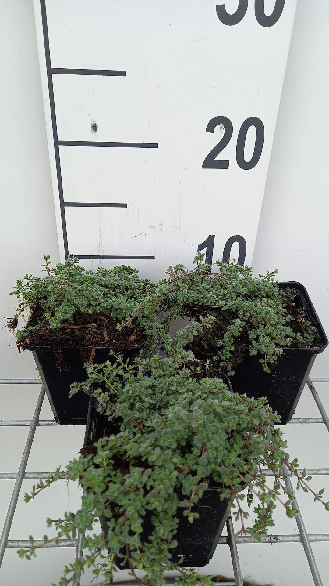 Thymus praecox'Pseudolanuginosus'- pot 9x9 cm - Kruiptijm afbeelding