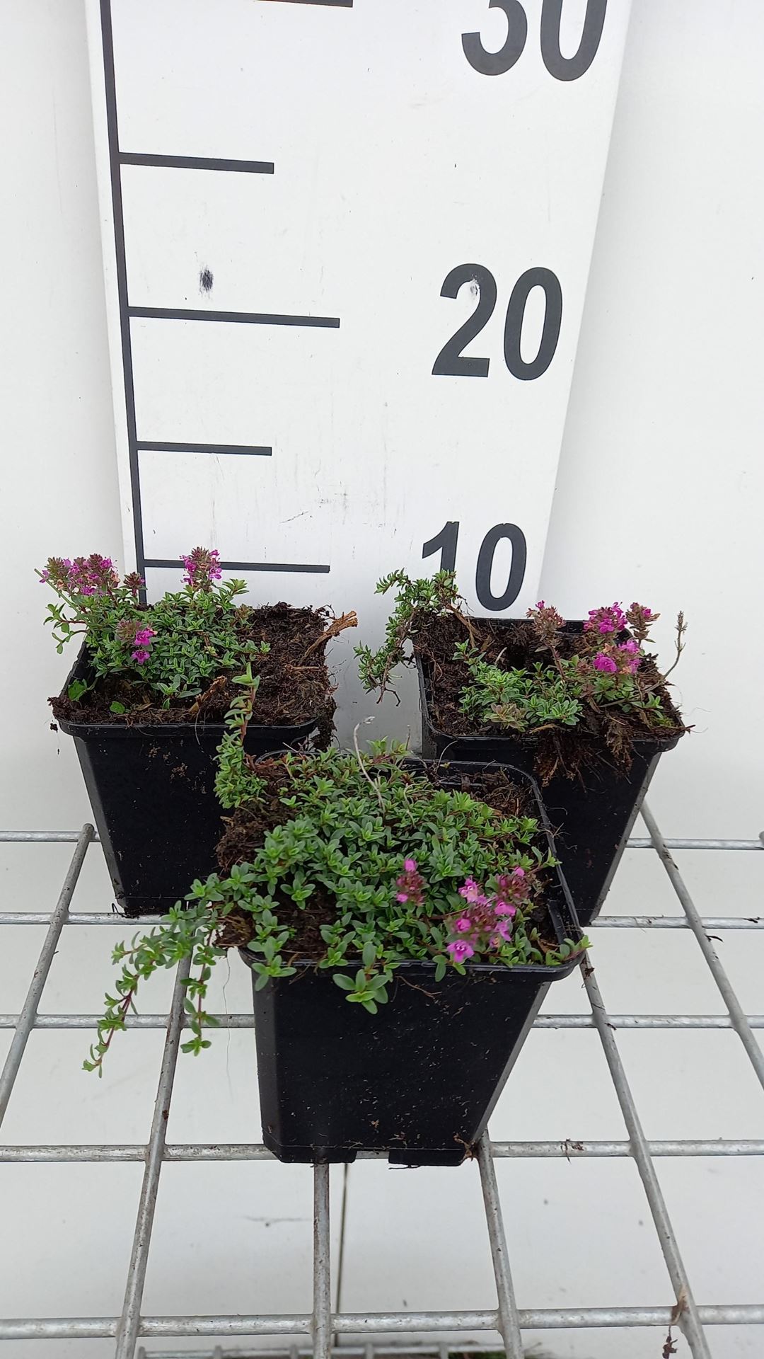 Thymus praecox'Red Carpet'- pot 9x9 cm - afbeelding