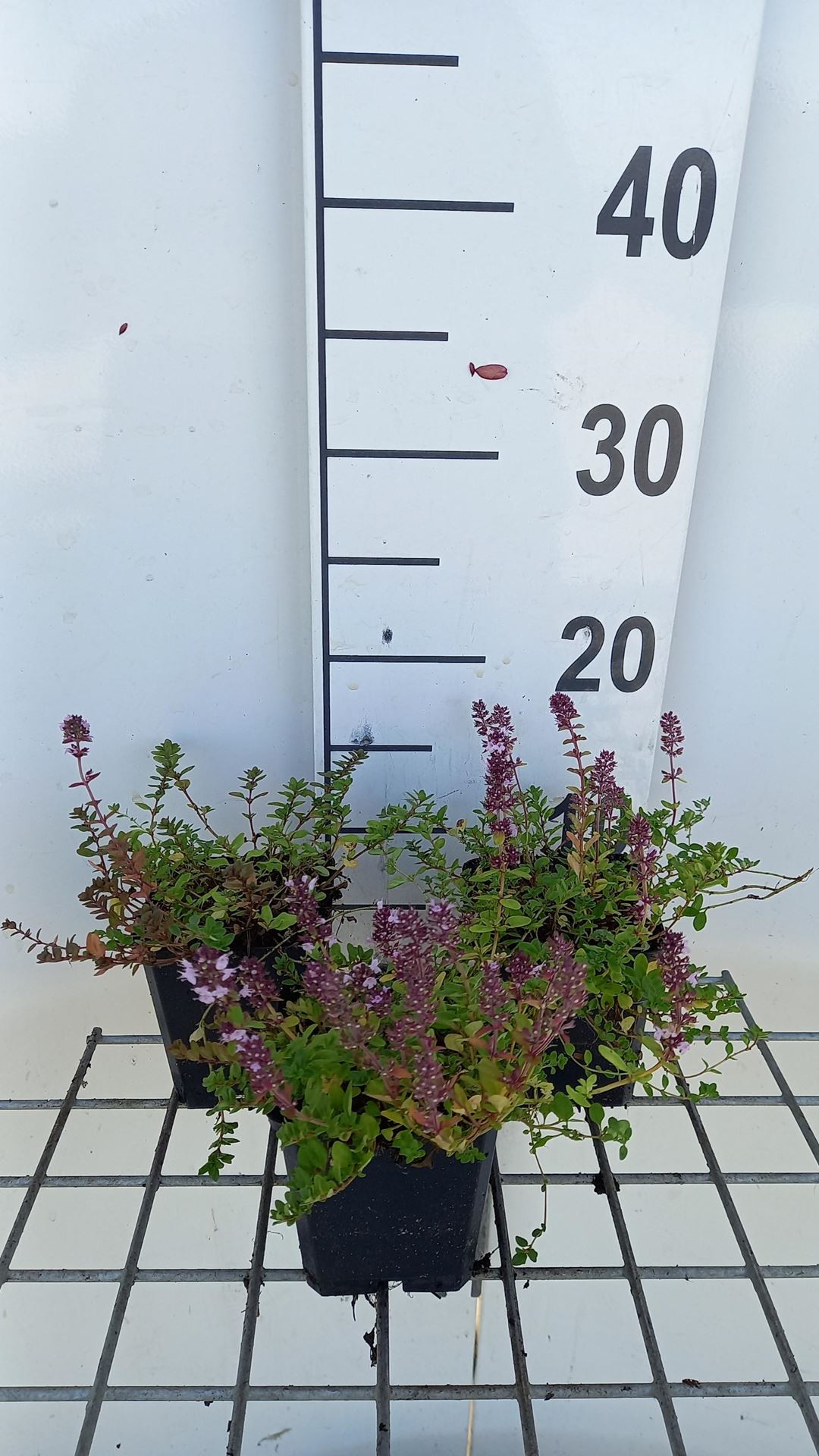 Thymus pulegioides - pot 9x9 cm afbeelding
