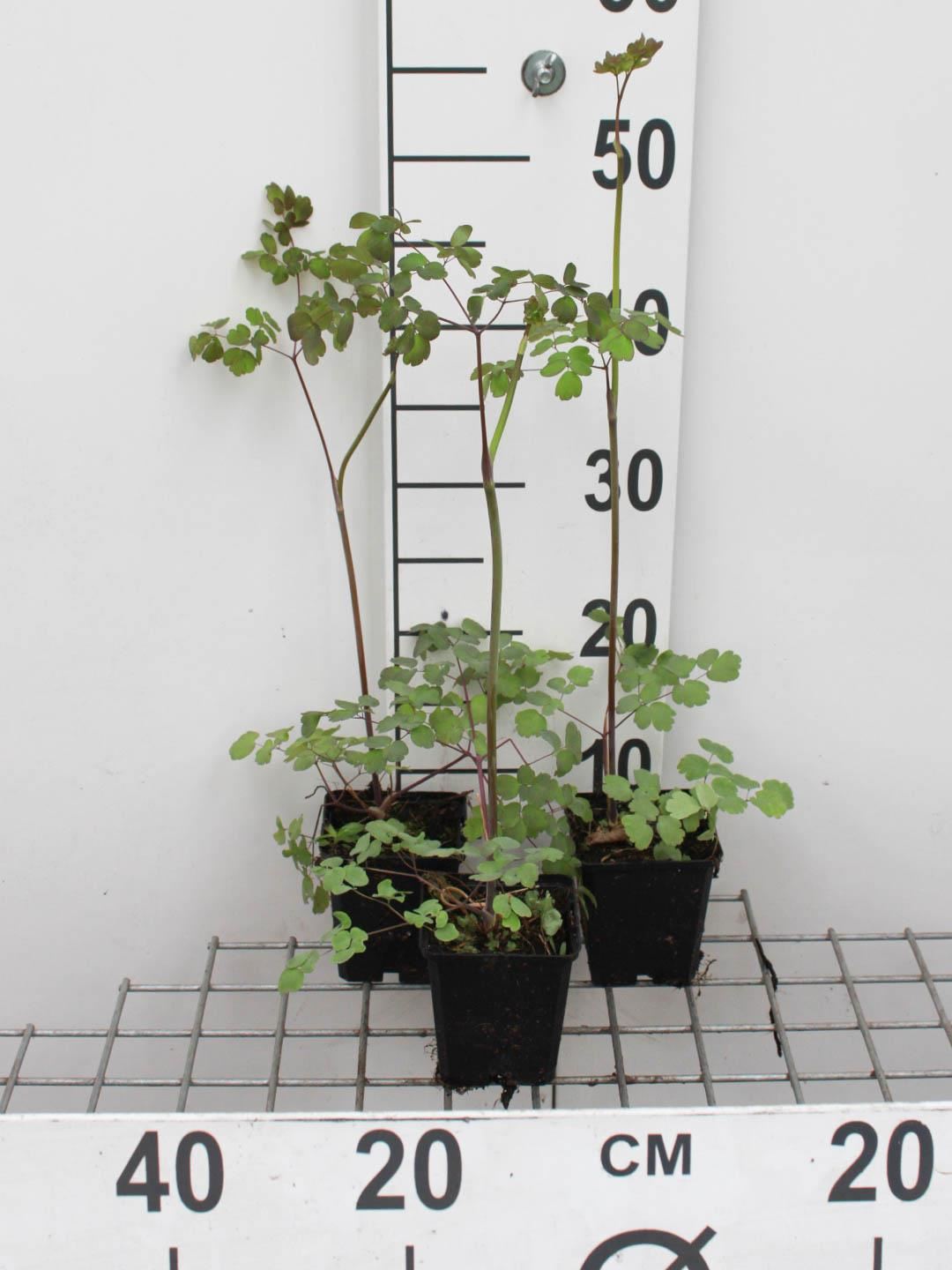Thalictrum rochebrunianum - pot 9x9 cm - Ruit afbeelding