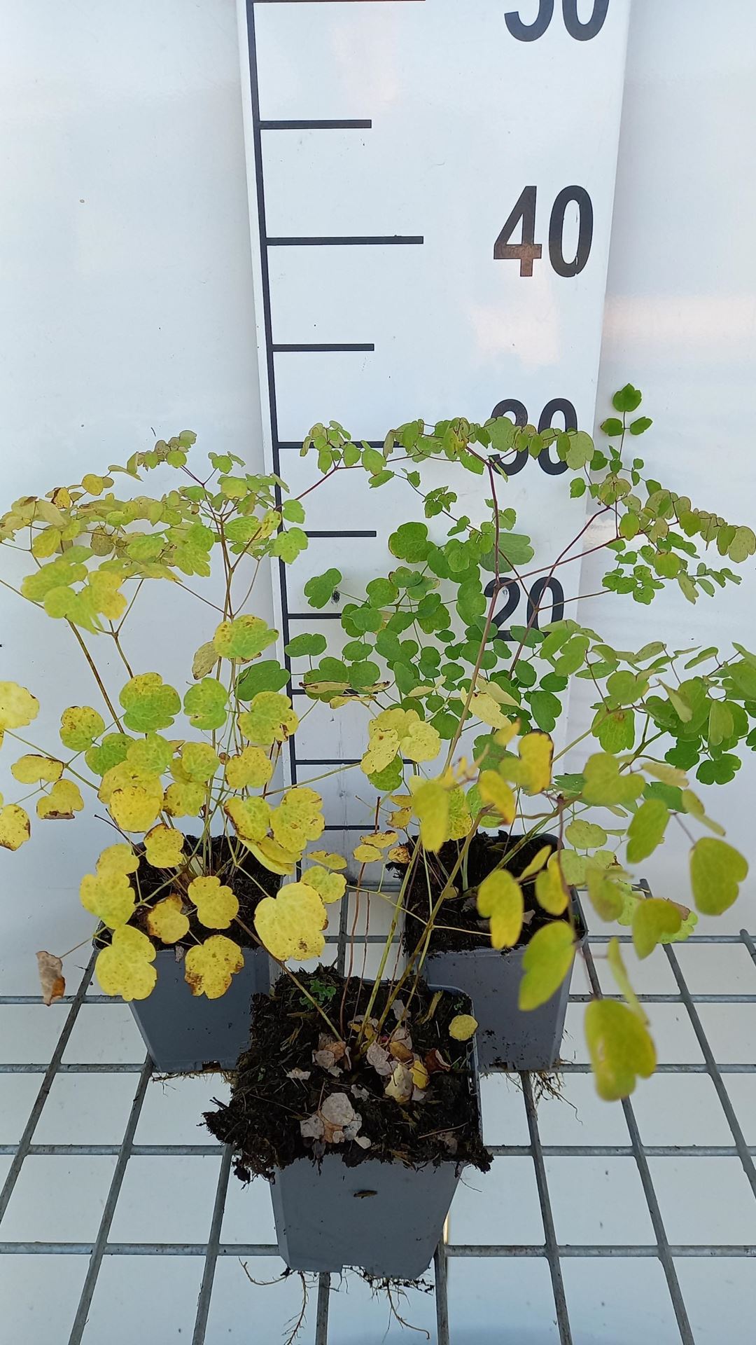Thalictrum'Splendide'- pot 9x9 cm afbeelding