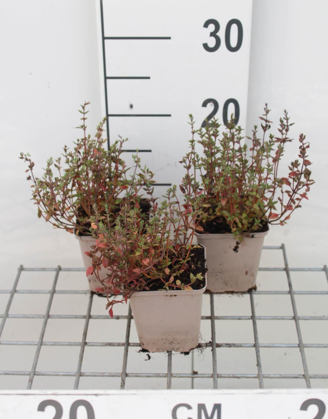 Tijm - keukentijm - pot 9x9 cm (Thymus vulgaris) - Echte tijm / Keukentijm / Gewone tijm afbeelding