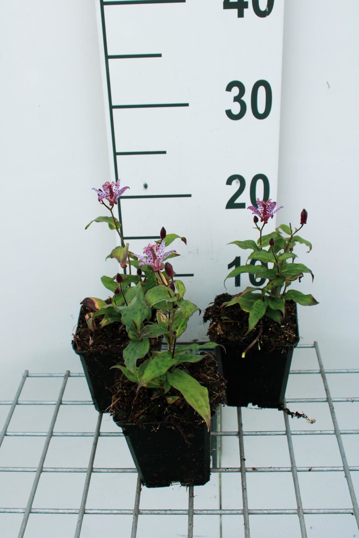 Tricyrtis'Dark Form'- pot 9x9 cm afbeelding