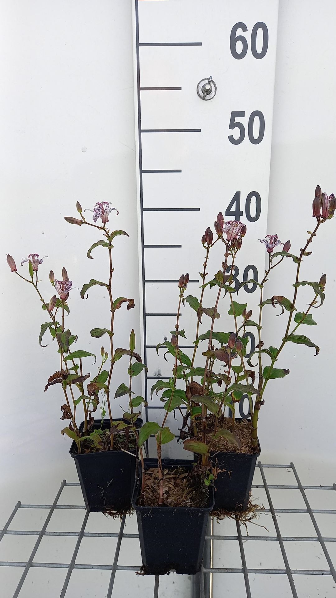 Tricyrtis formosana - pot 9x9 cm afbeelding