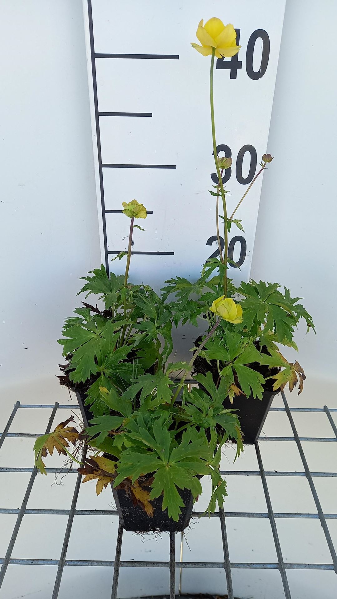 Trollius 'Lemon Queen' - pot 9x9 cm