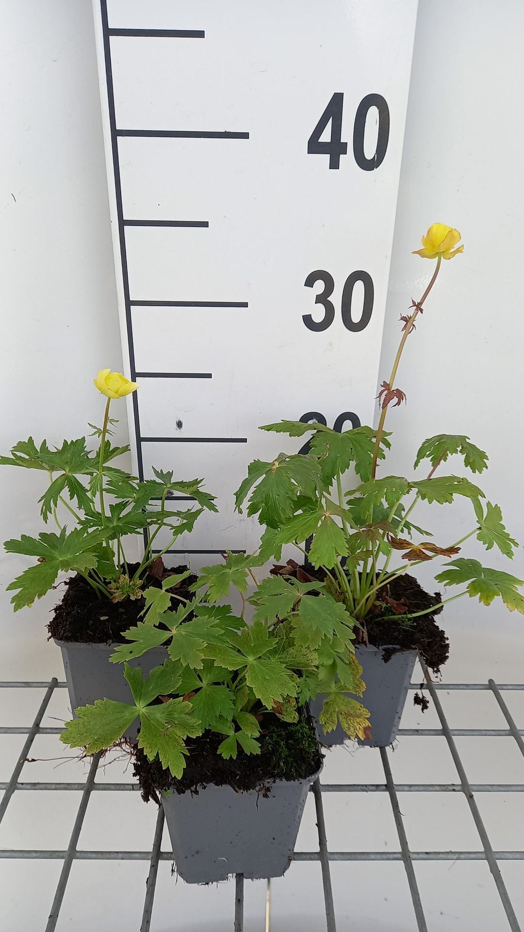 Trollius europaeus - pot 9x9 cm afbeelding