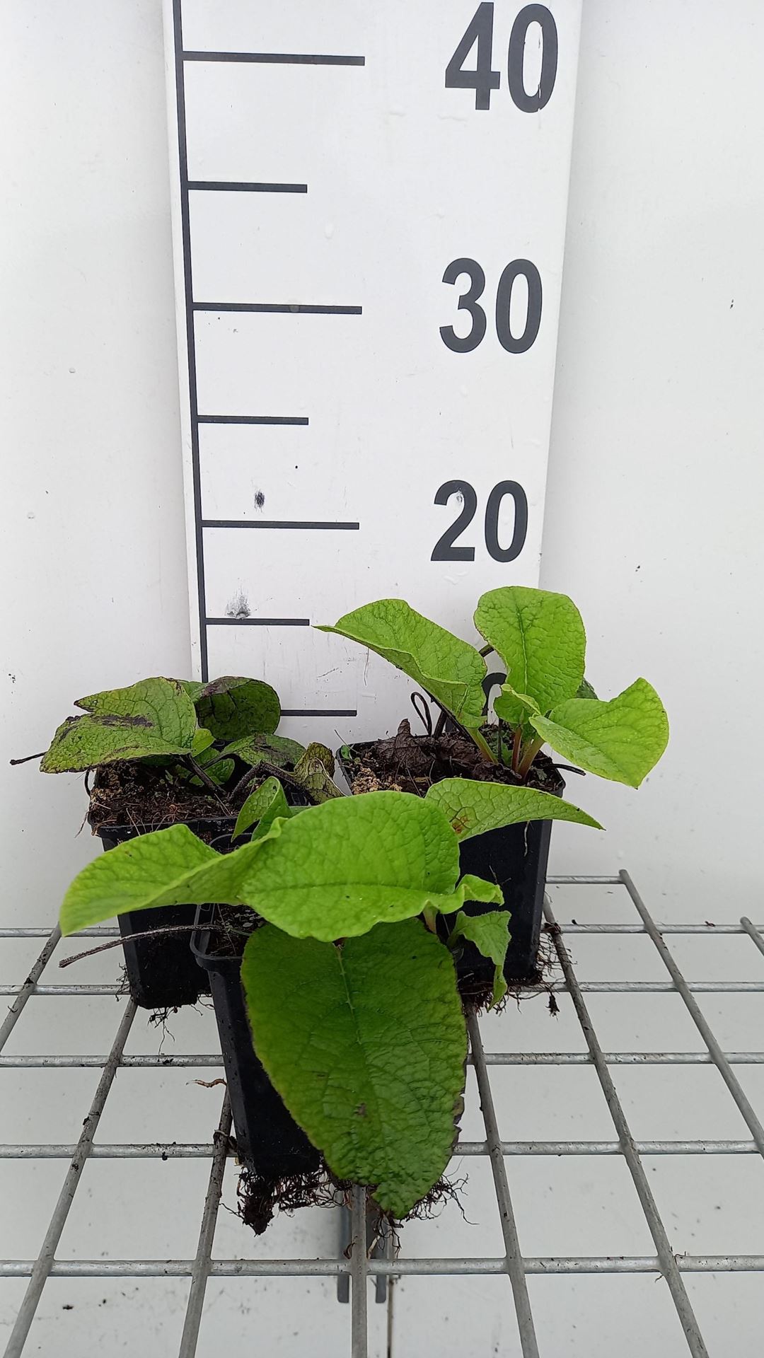 Trachystemon orientalis - pot 9x9 cm - Oosterse bernagie / Oriëntaals komkommerkruid afbeelding