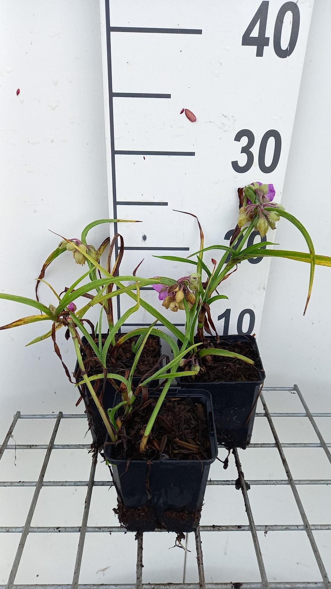 Tradescantia'Rubra'- pot 9x9 cm afbeelding