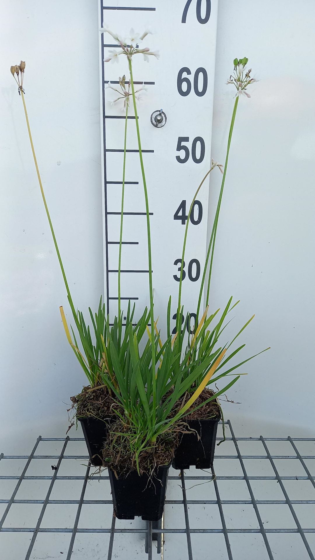 Tulbaghia violacea'Alba'- pot 9x9 cm afbeelding