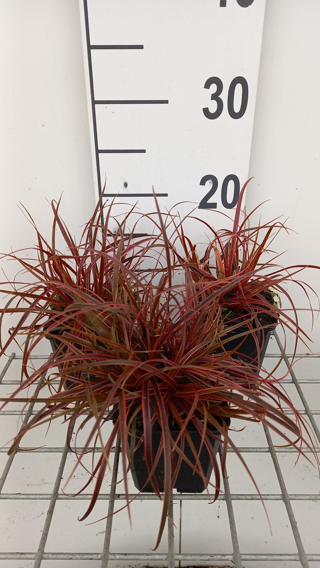Uncinia'Belindas Find'(Everflame) - pot 9x9 cm afbeelding