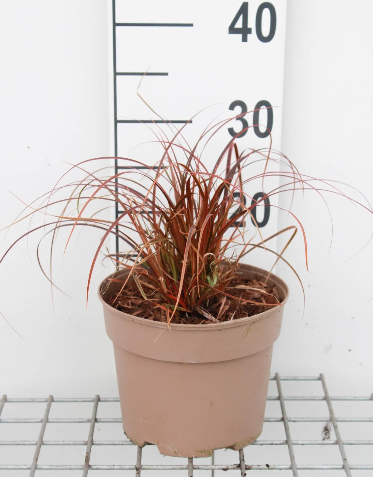 Uncinia 'Belindas Find' (Everflame) - pot 3L