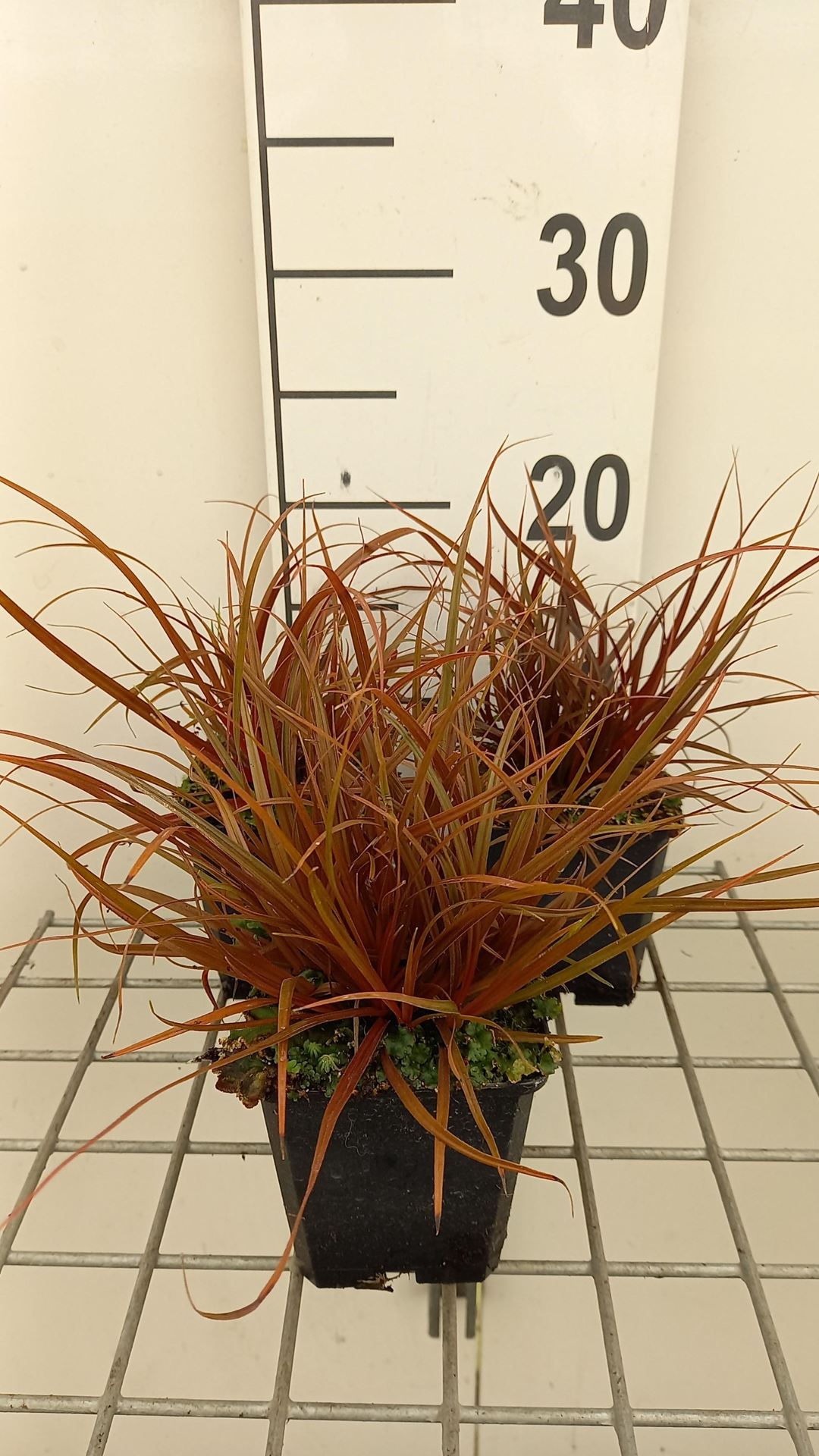 Uncinia rubra - pot 9x9 cm - Rode zegge afbeelding