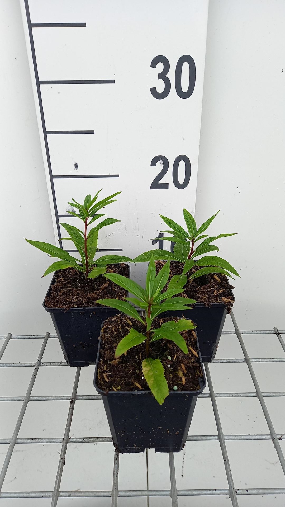 Vernonia crinita'Mammuth'- pot 9x9 cm - Vernonia, IJzerkruid afbeelding