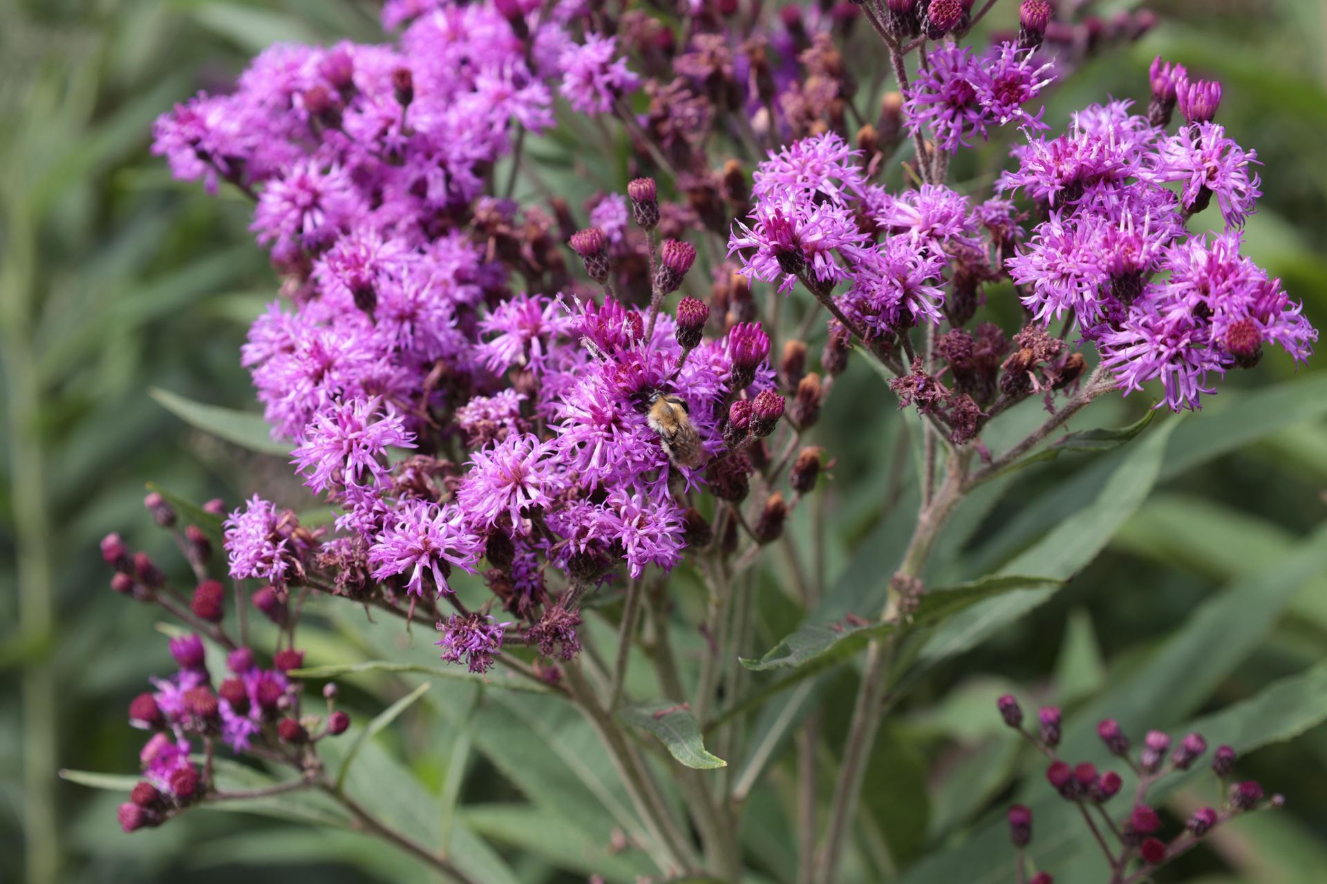 Vernonia crinita - pot 9x9 cm - vernonia afbeelding