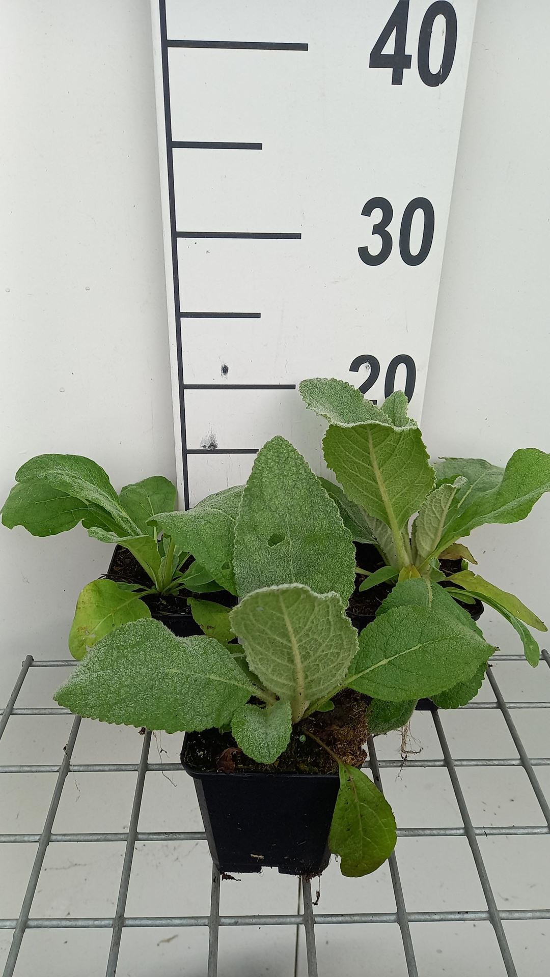 Verbascum densiflorum - pot 9x9 cm afbeelding