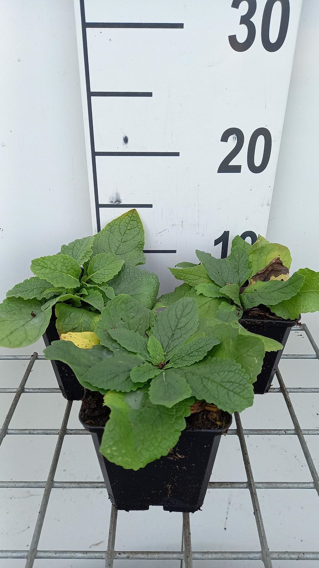 Verbascum phoeniceum'Flush of White'- pot 9x9 cm - afbeelding